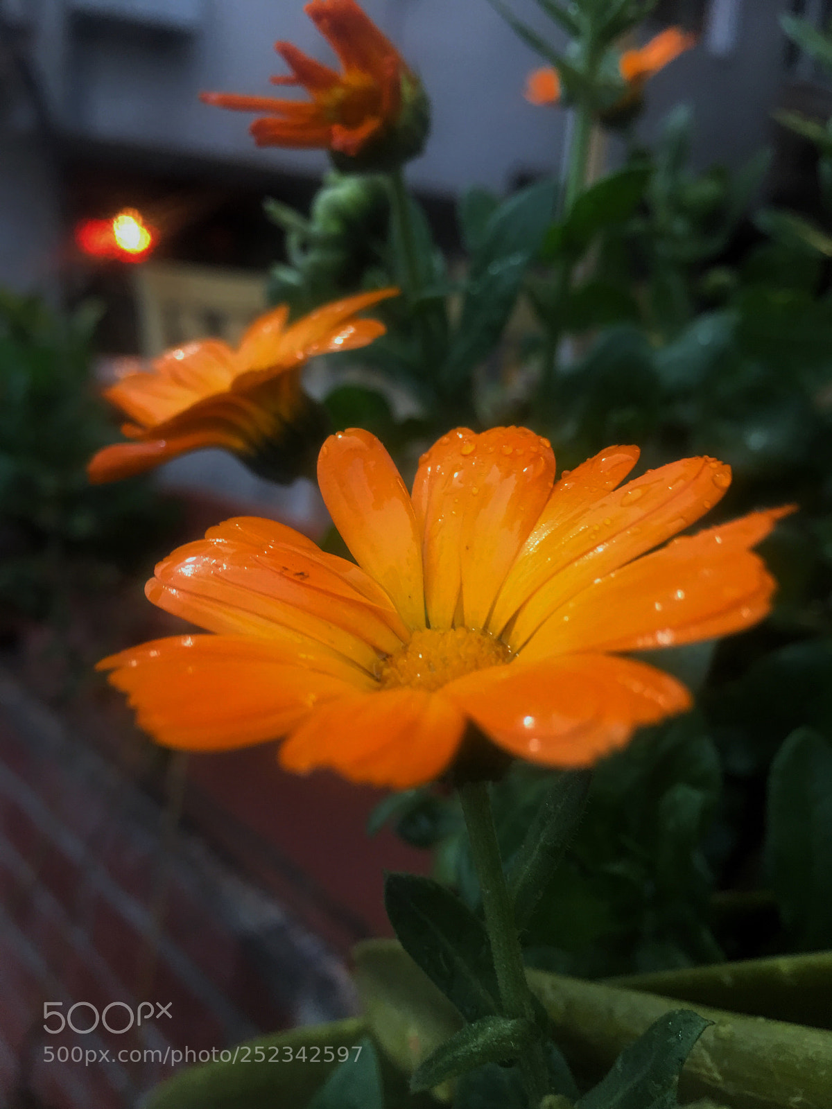 Apple iPhone 6s Plus sample photo. Orange  photography