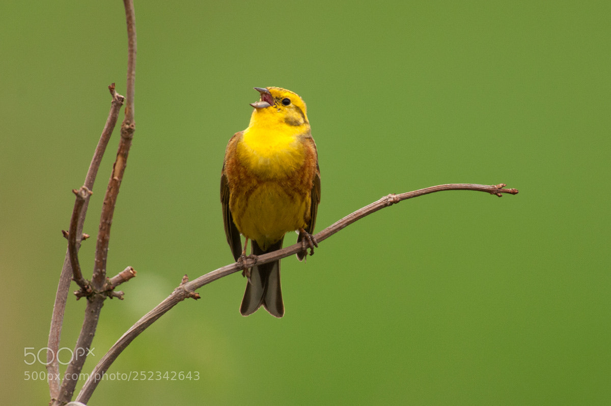 Canon EOS 10D sample photo. The yellowhammer (emberiza citrinella) photography