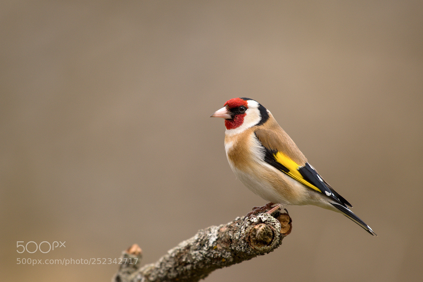 Nikon D500 sample photo. Goldfinch photography