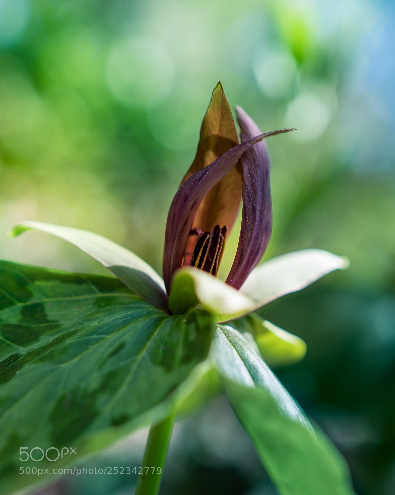Sony a6300 sample photo. Trillium photography