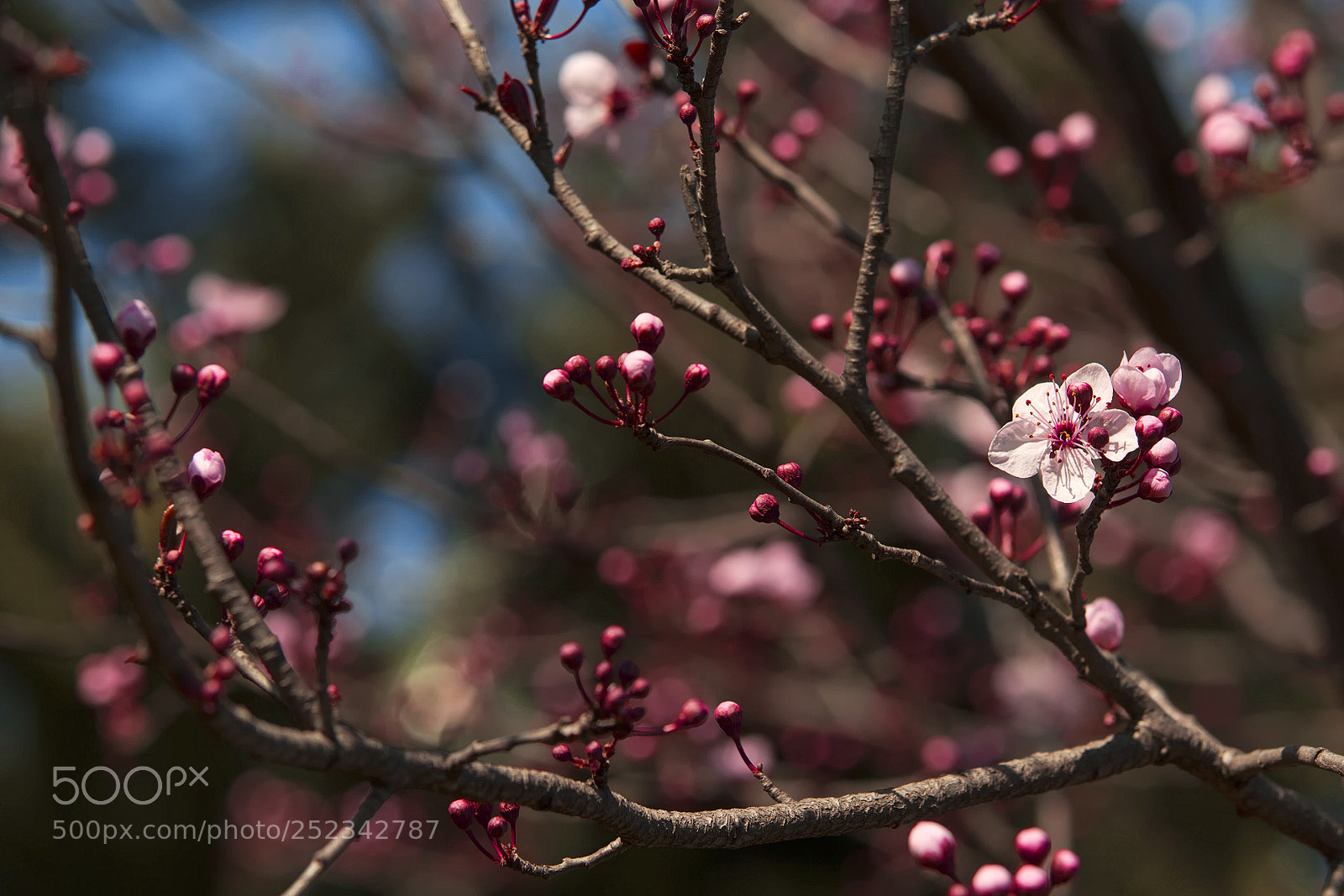 Canon EOS 7D sample photo. Spring branch photography