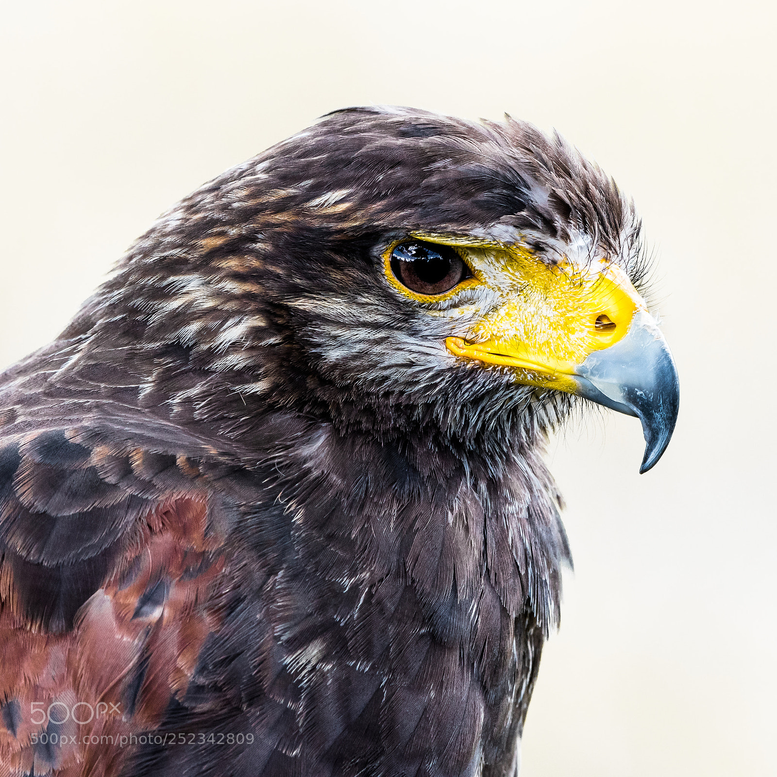 Nikon D810 sample photo. Wüstenbussard -ii- photography