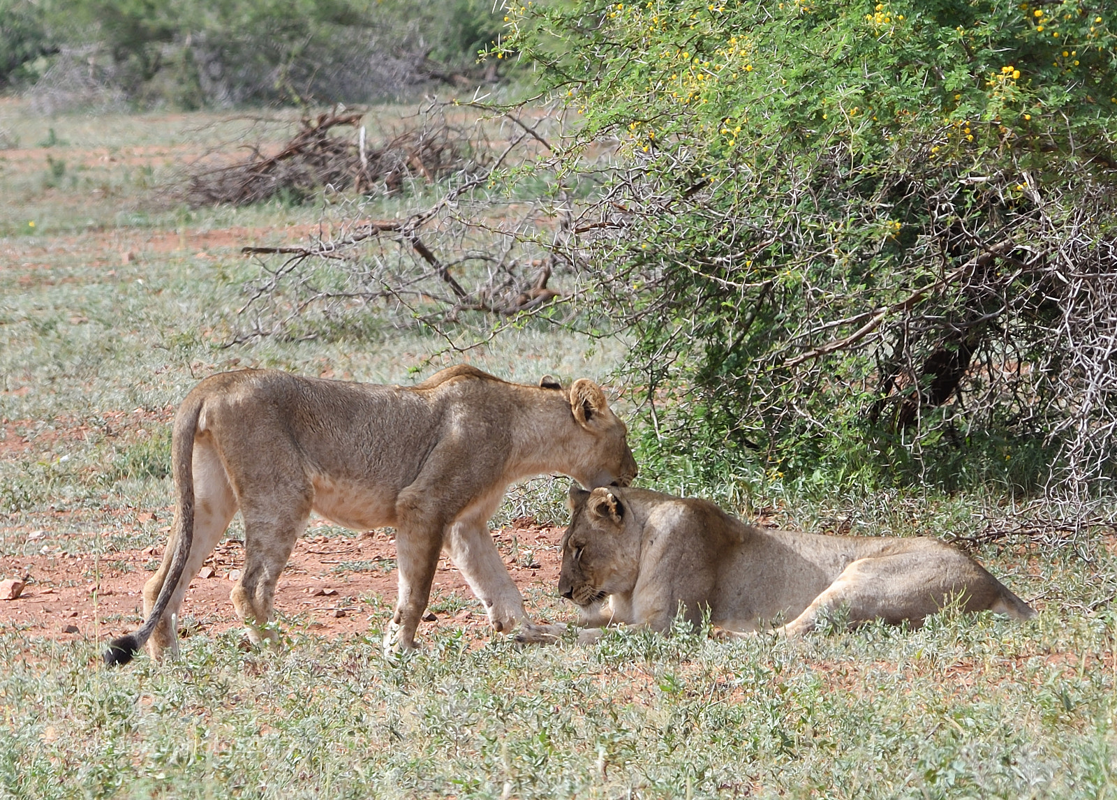 Nikon D500 sample photo. Greeting_lion style photography