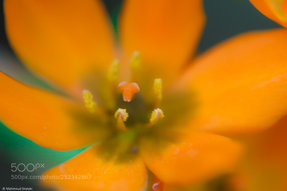 Canon EOS 70D sample photo. Orange photography