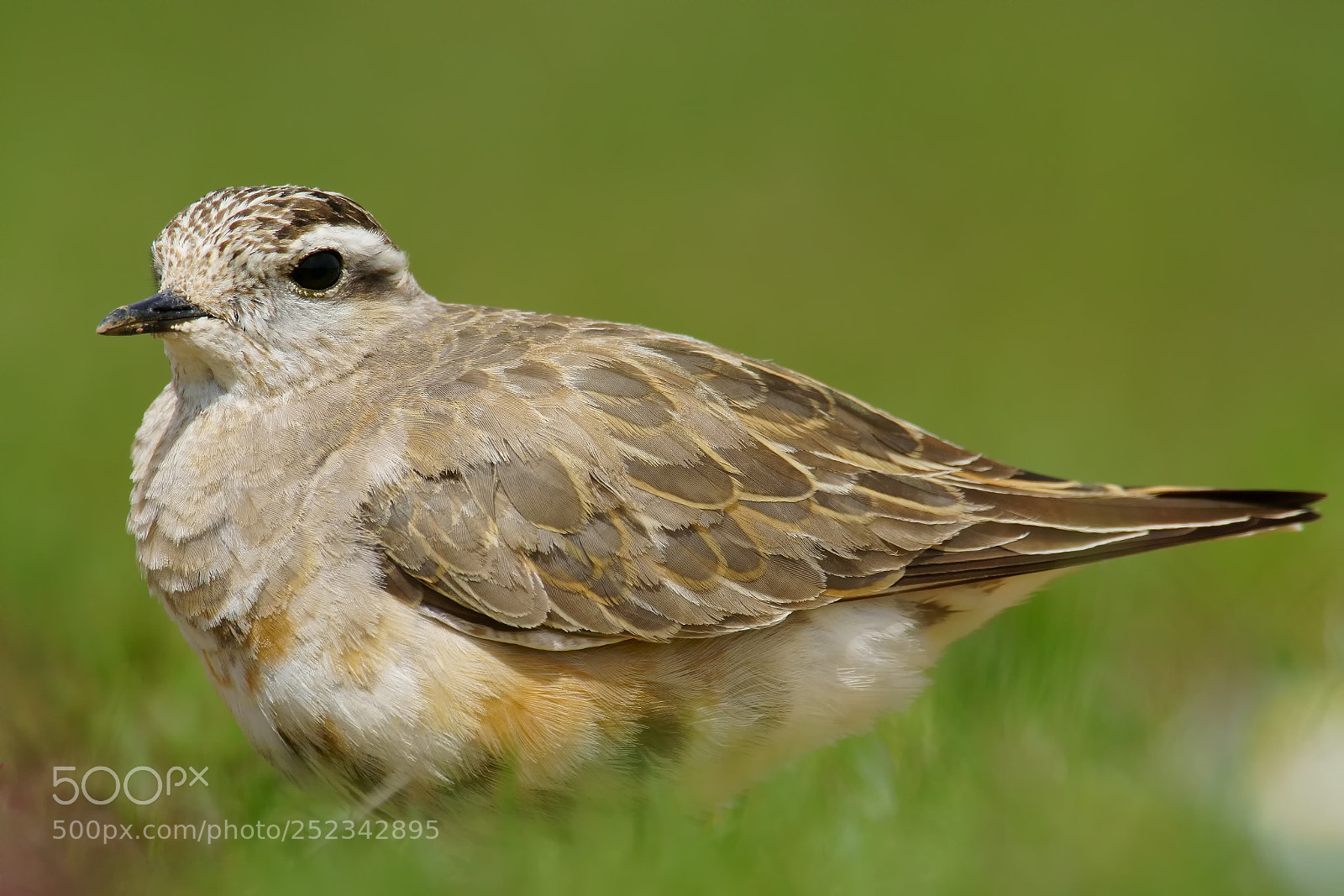 Sony ILCA-77M2 sample photo. Eurasian dotterel / charadrius morinellus photography