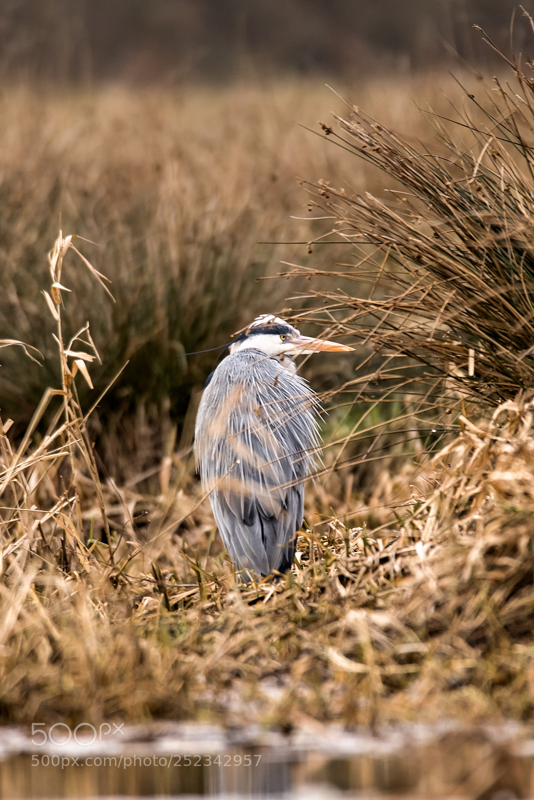 Canon EOS 7D Mark II sample photo. Windswept.jpg photography