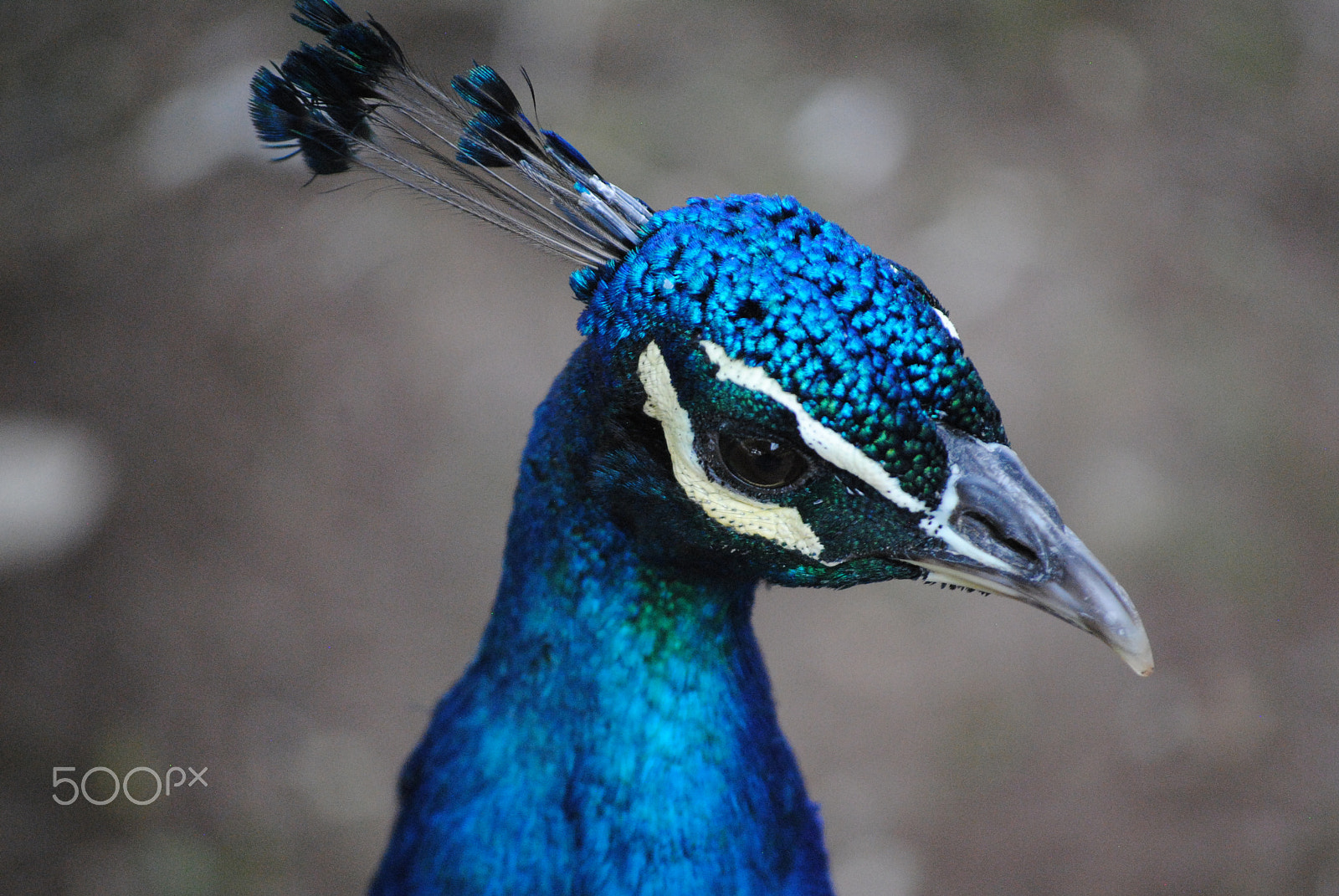 Nikon D3000 sample photo. Mr. peacock photography