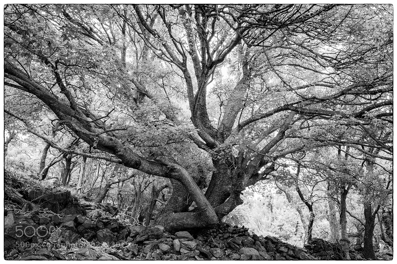 Fujifilm X-T1 sample photo. Arbre encantat photography