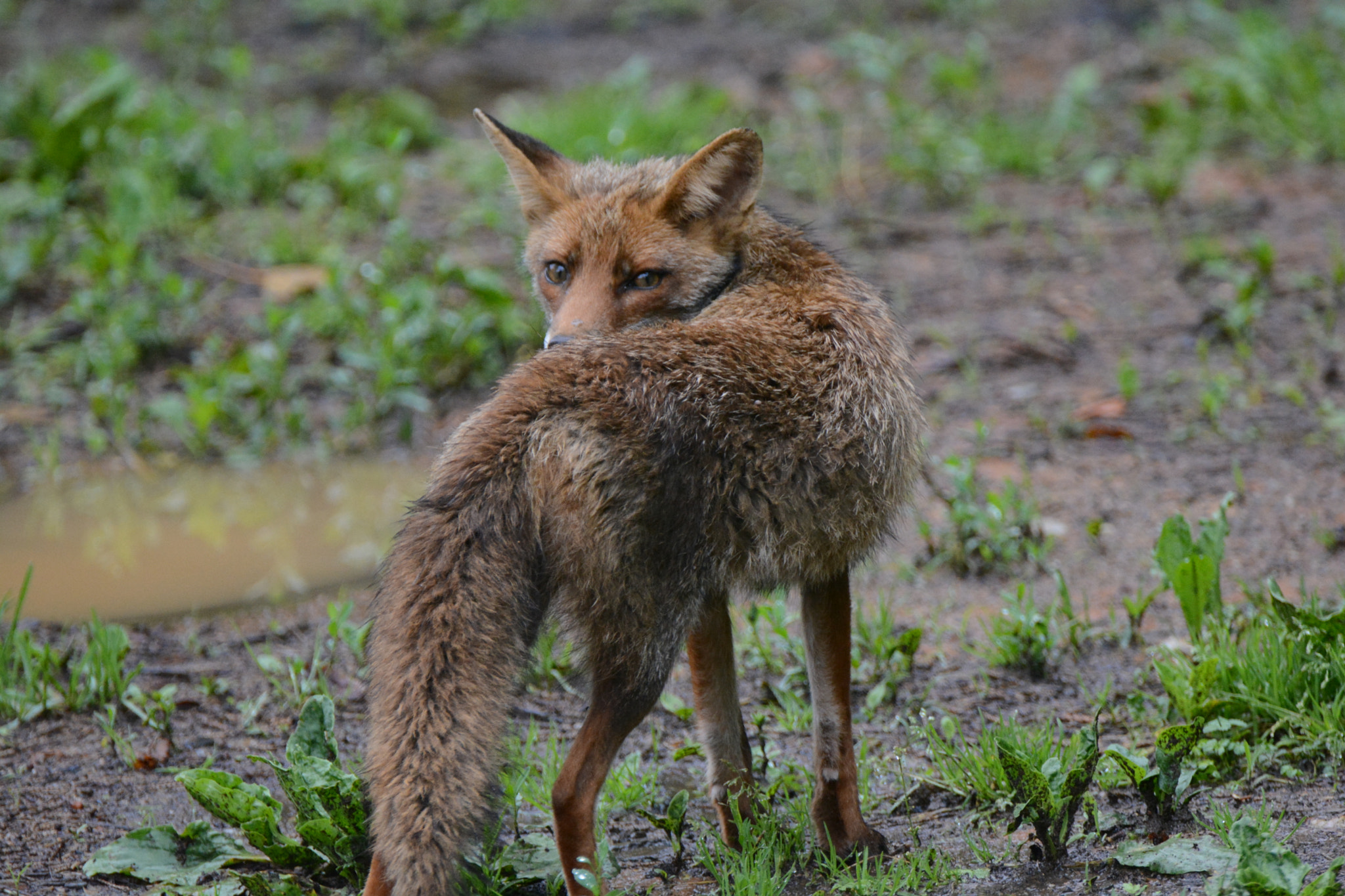 Nikon D5200 sample photo. Fox photography
