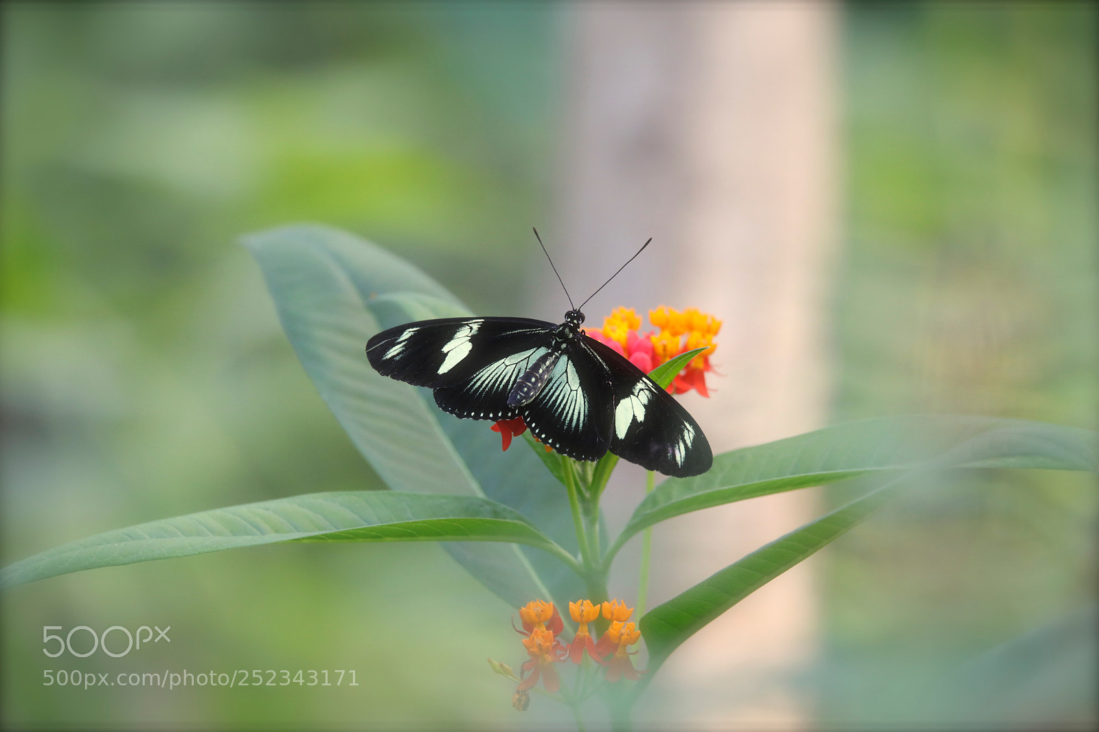 Canon EOS 5D Mark IV sample photo. Colorful nature. photography