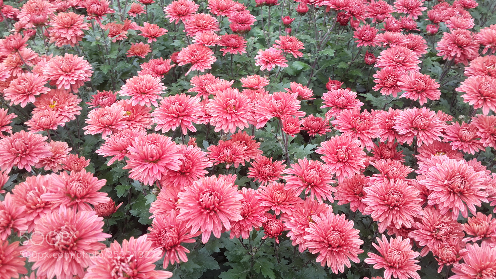 Samsung Galaxy S4 sample photo. 20171028_141916.jpg photography