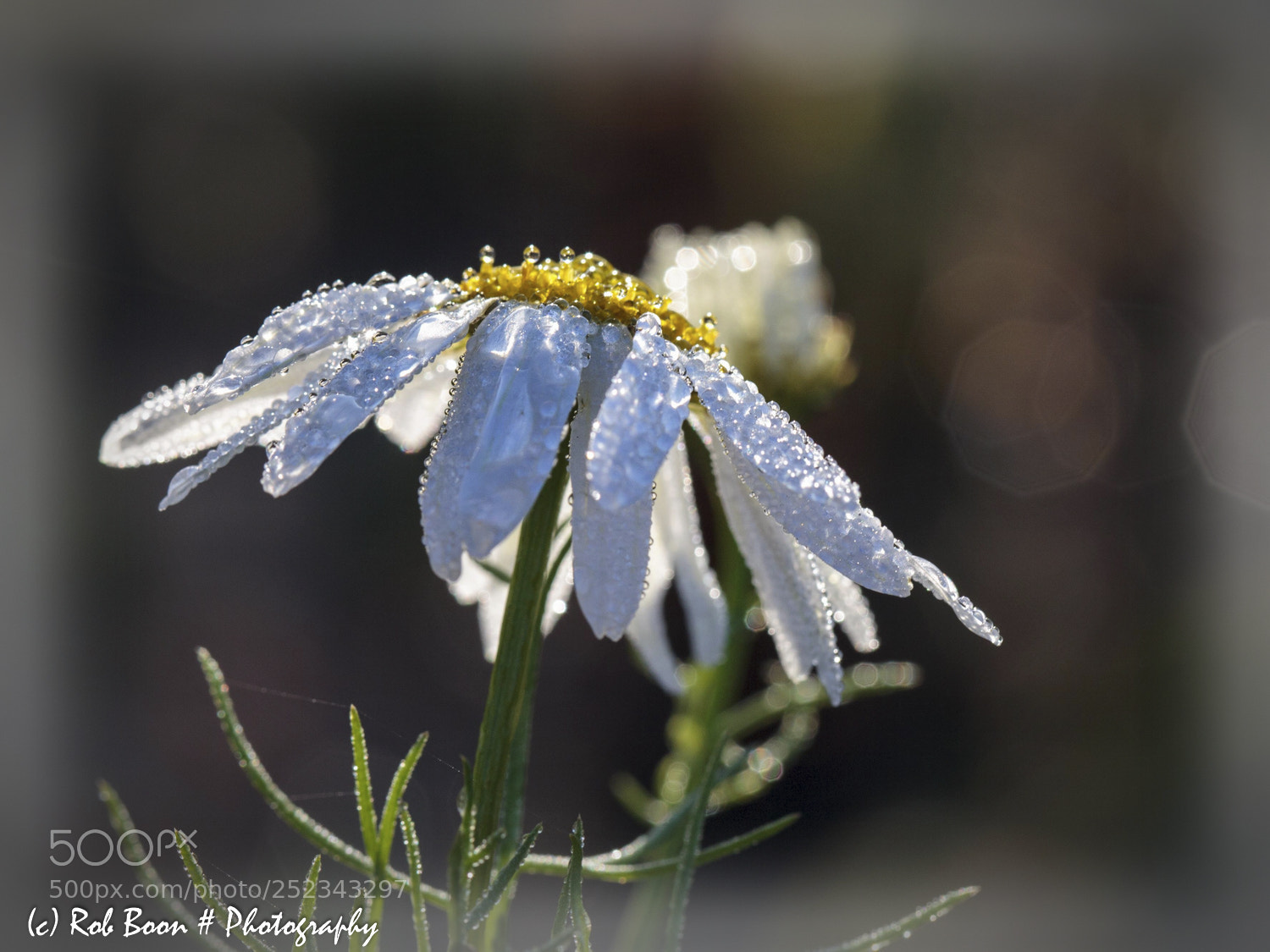 Canon EOS 5D Mark II sample photo. Daisy photography
