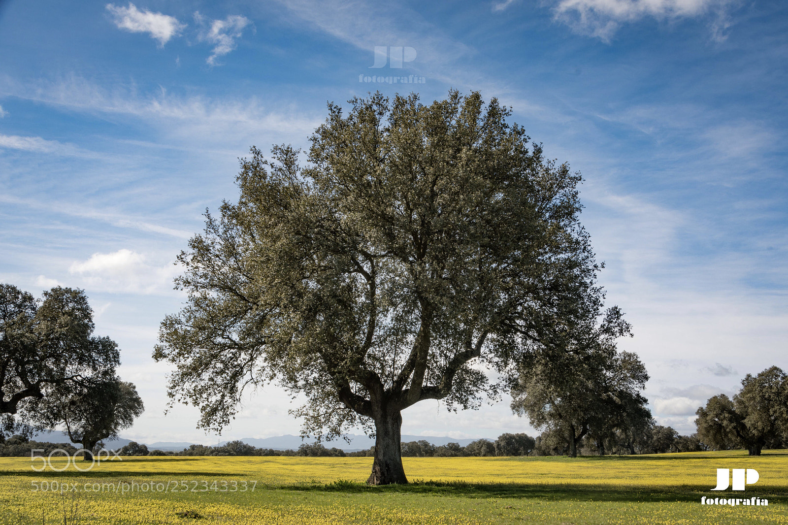 Nikon D500 sample photo. Spring  is here photography
