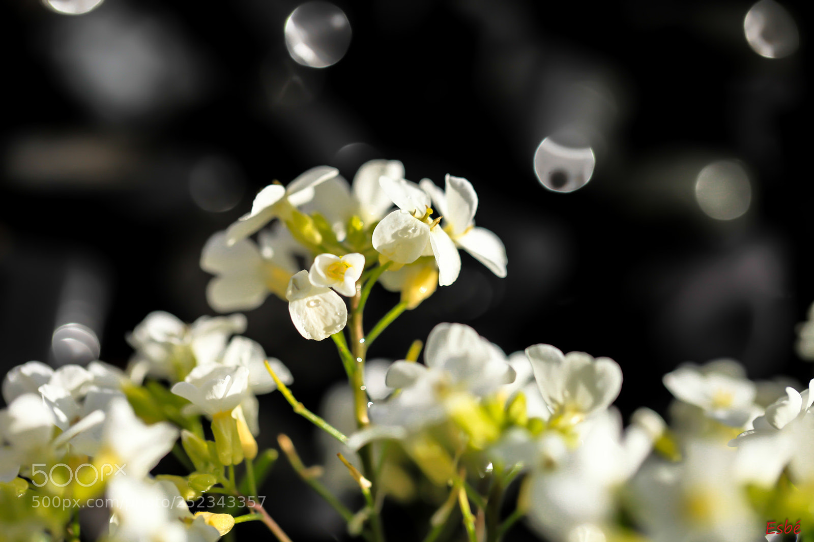 Canon EOS 5D Mark II sample photo. Flowers in the light (2) photography