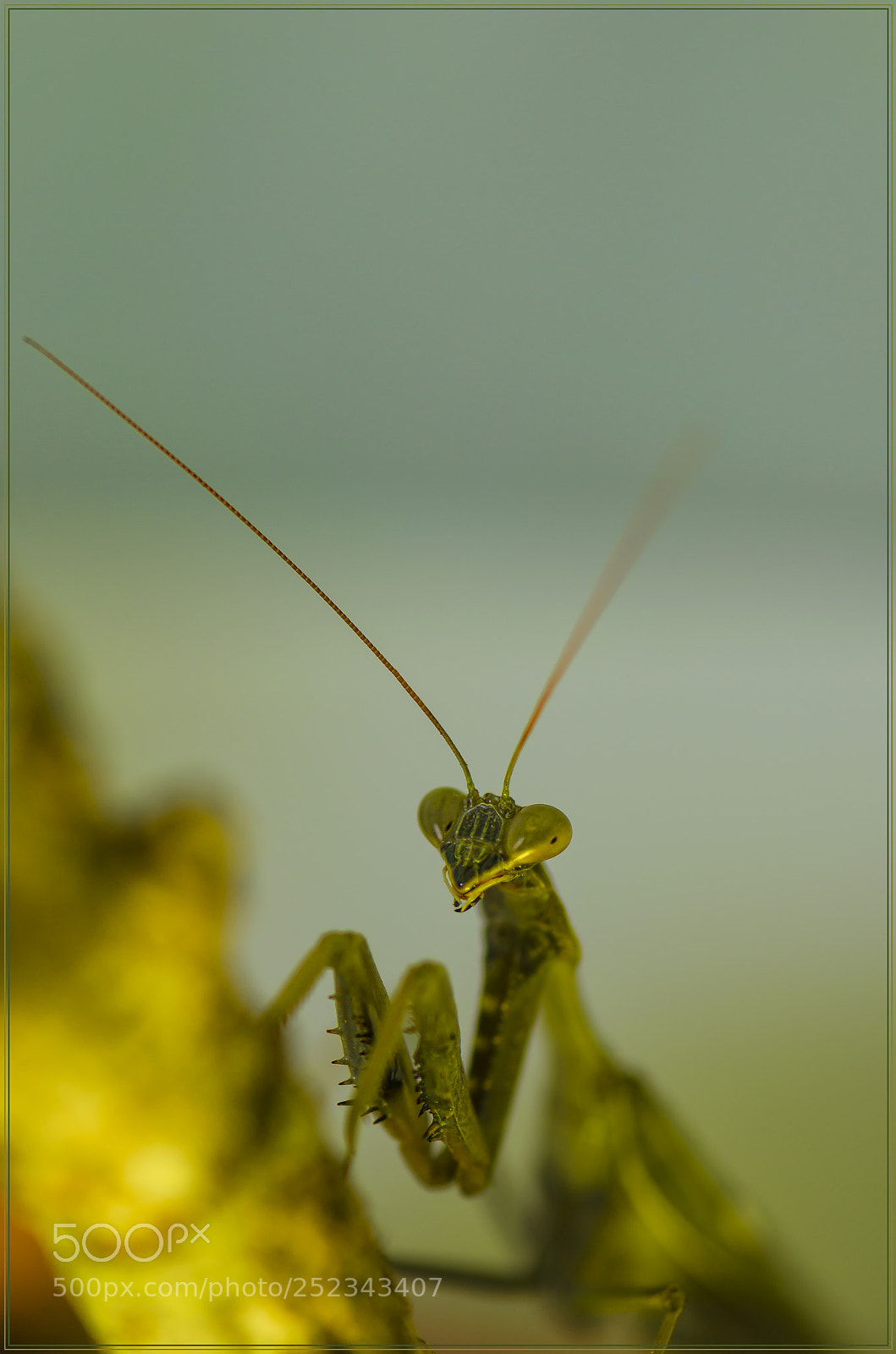Nikon D7000 sample photo. Mantis photography