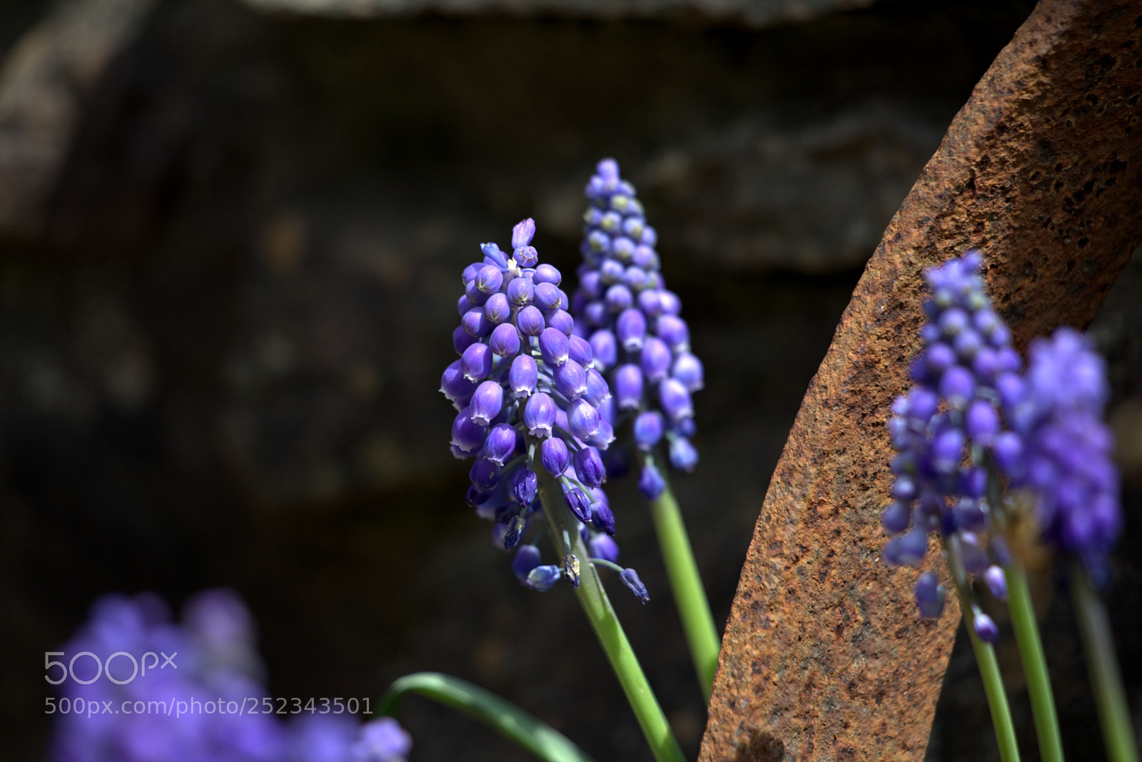 Canon EOS 6D sample photo. Blue bells iii photography