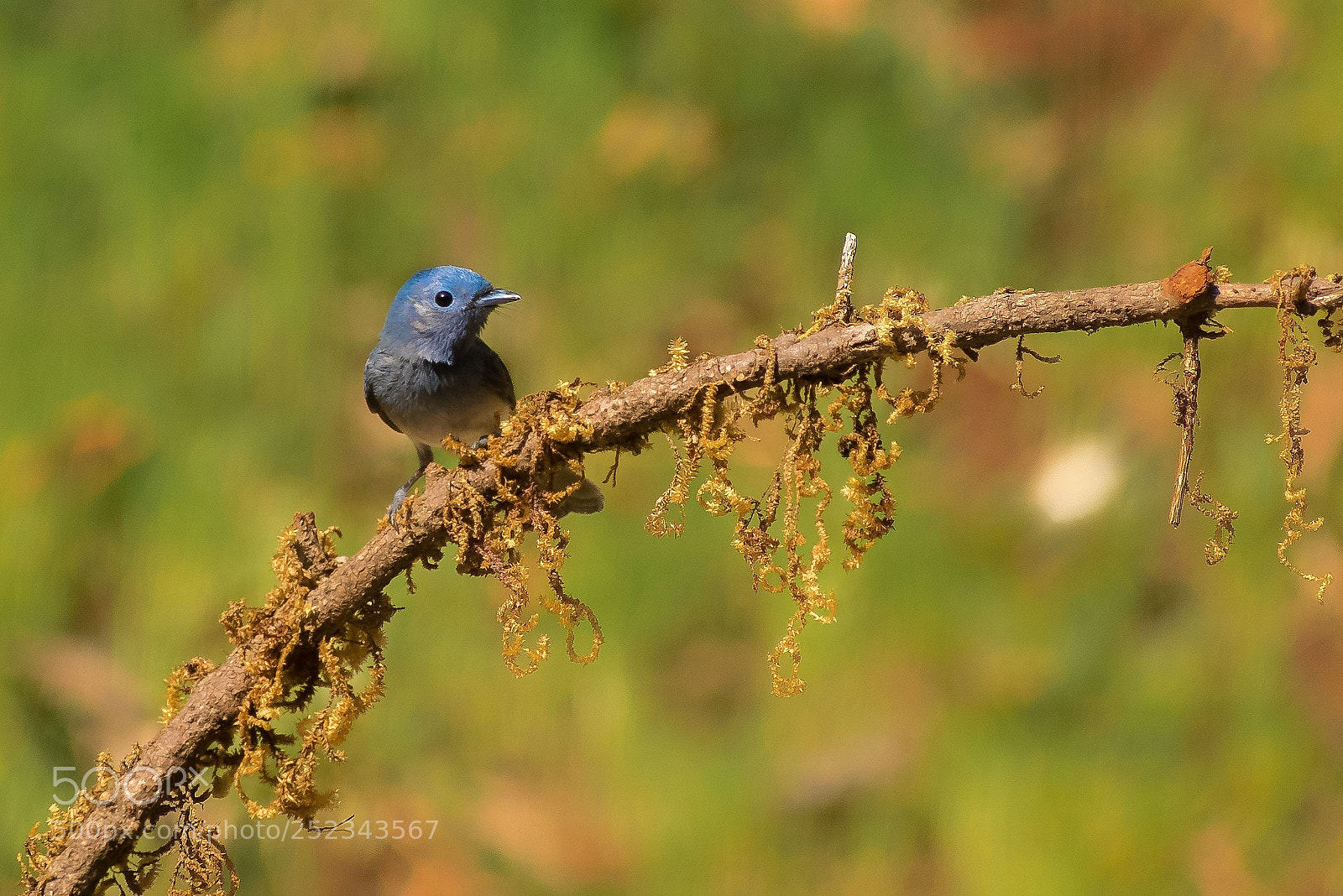 Nikon D5300 sample photo. Black naped monarch photography