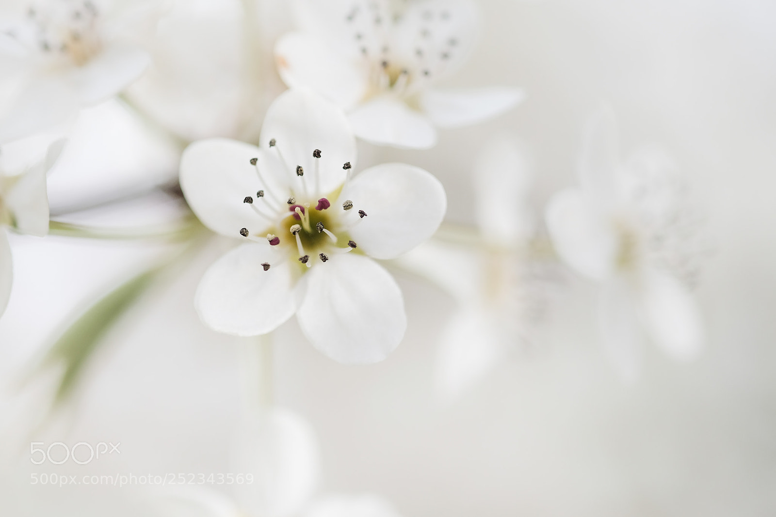 Fujifilm X-Pro2 sample photo. Période blanche photography