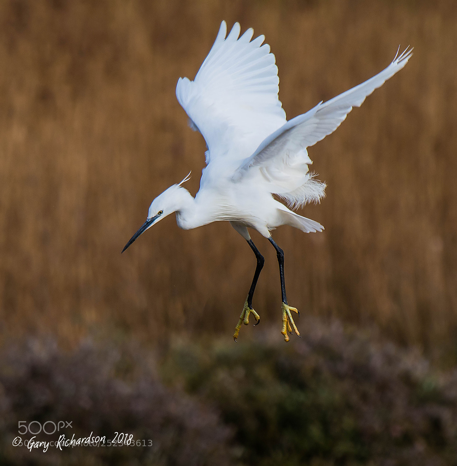 Nikon D500 sample photo. Little egret photography