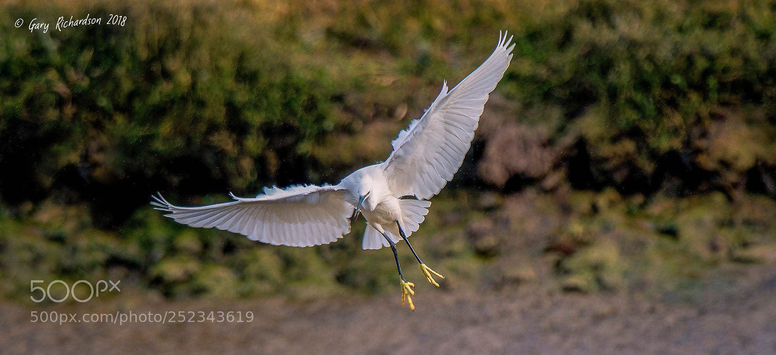 Nikon D500 sample photo. Little egret photography