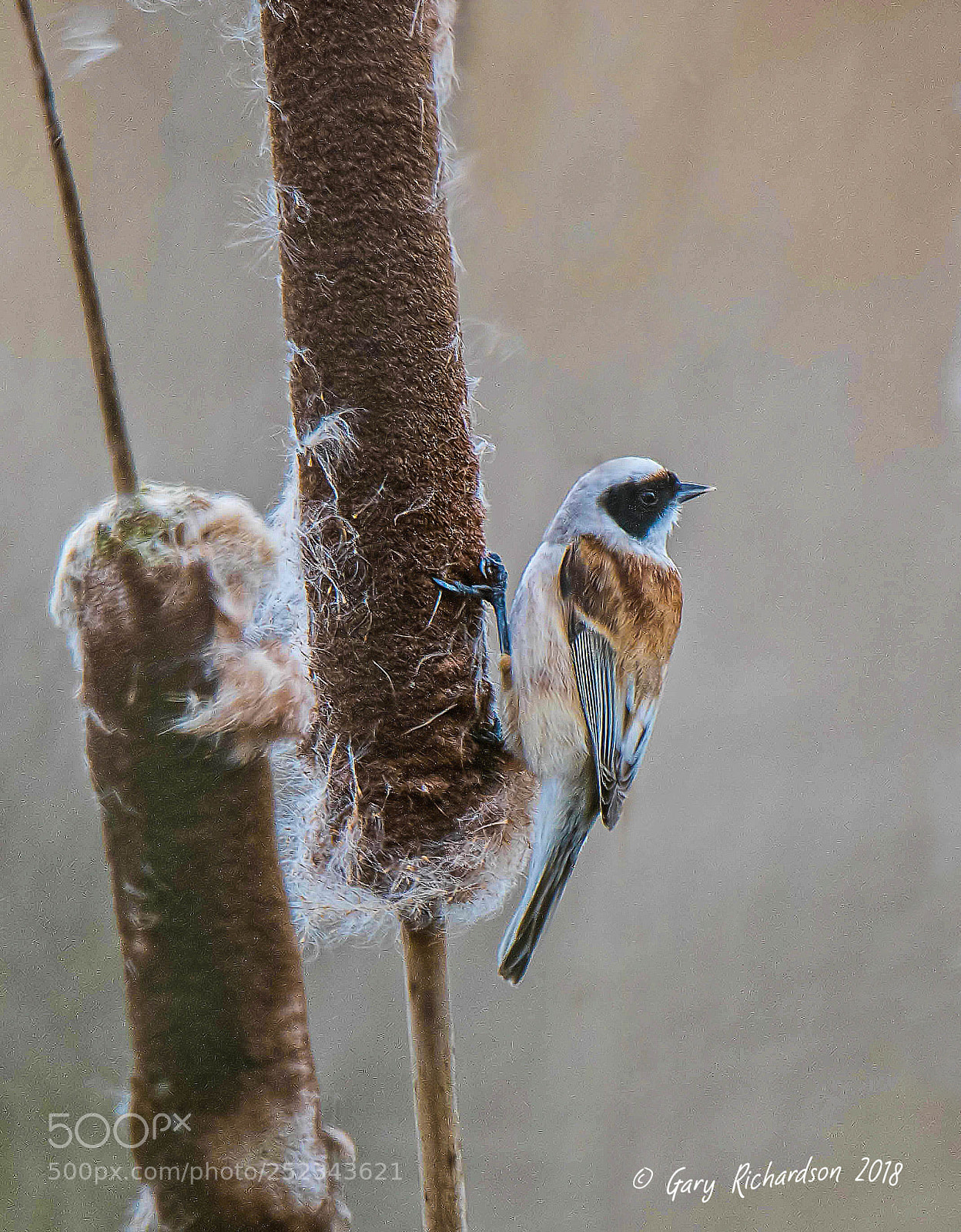 Nikon D500 sample photo. Penduline tit photography