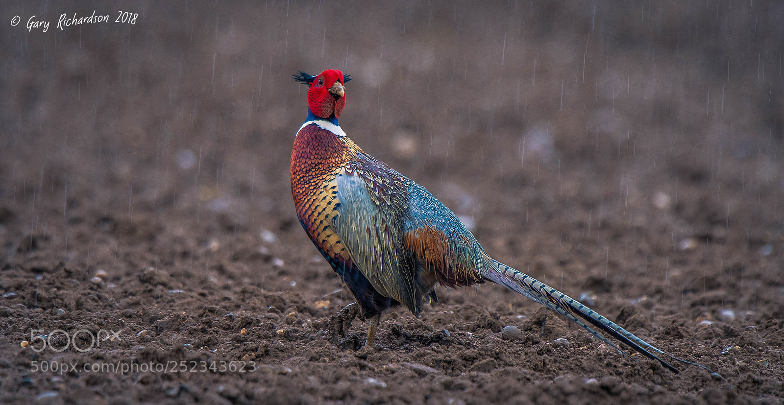Nikon D500 sample photo. Pheasant photography