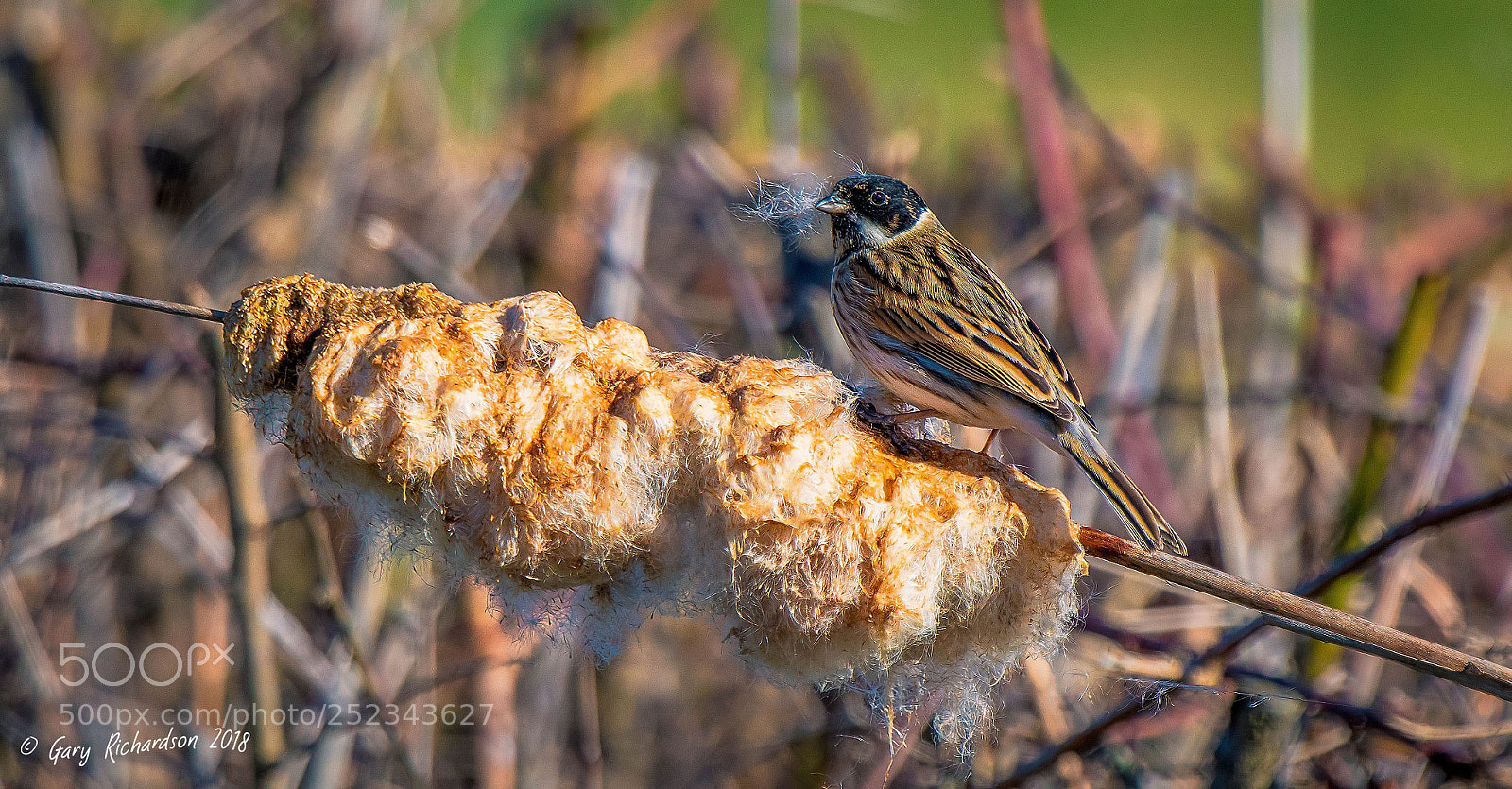 Nikon D500 sample photo. Reed bunting photography