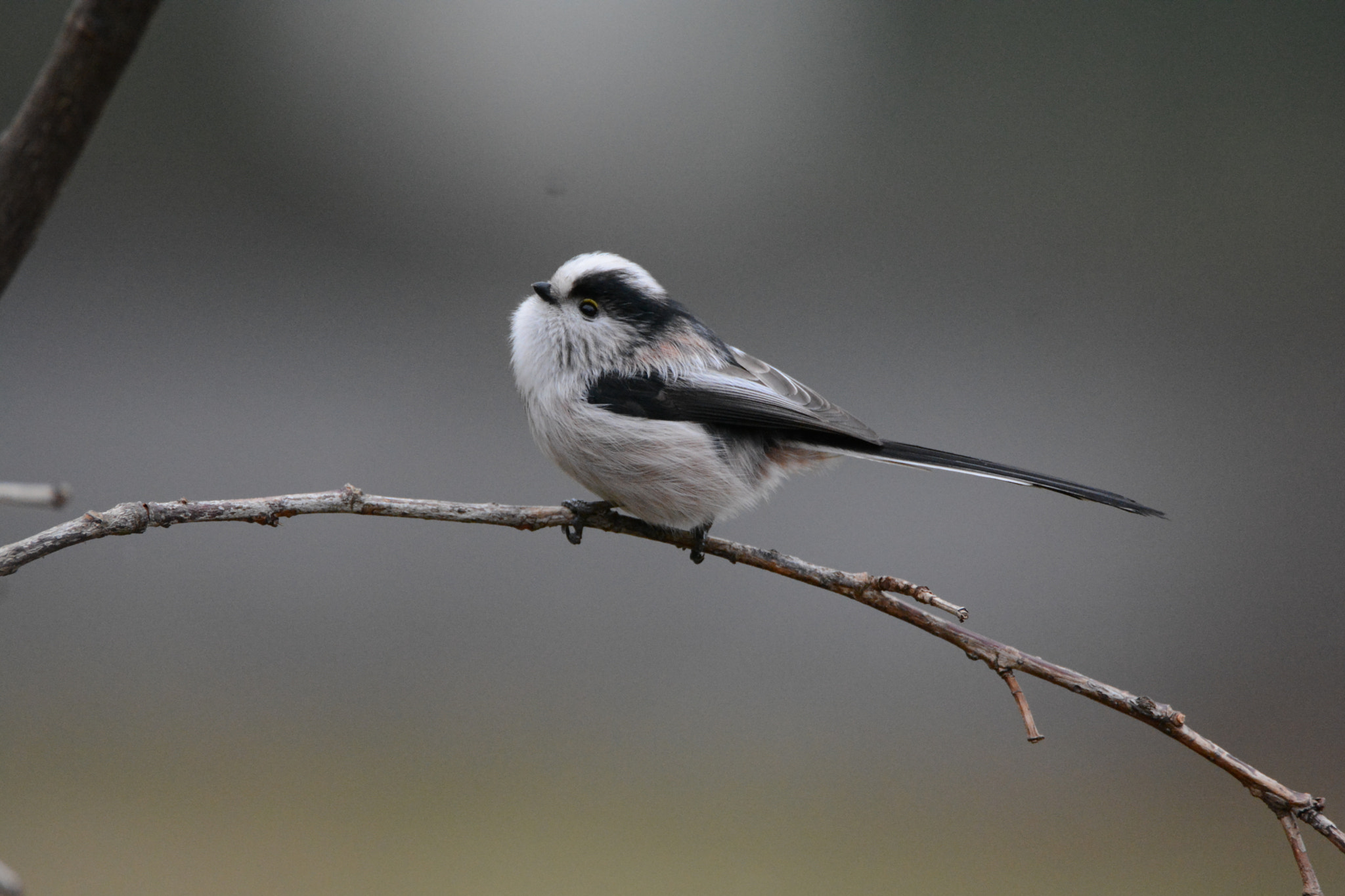 Nikon D5200 sample photo. Long tail photography
