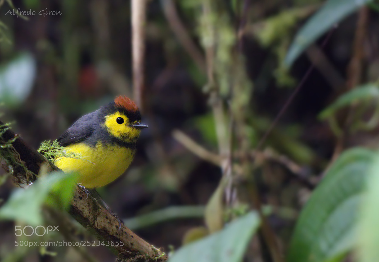 Nikon D500 sample photo. Collared redstart photography