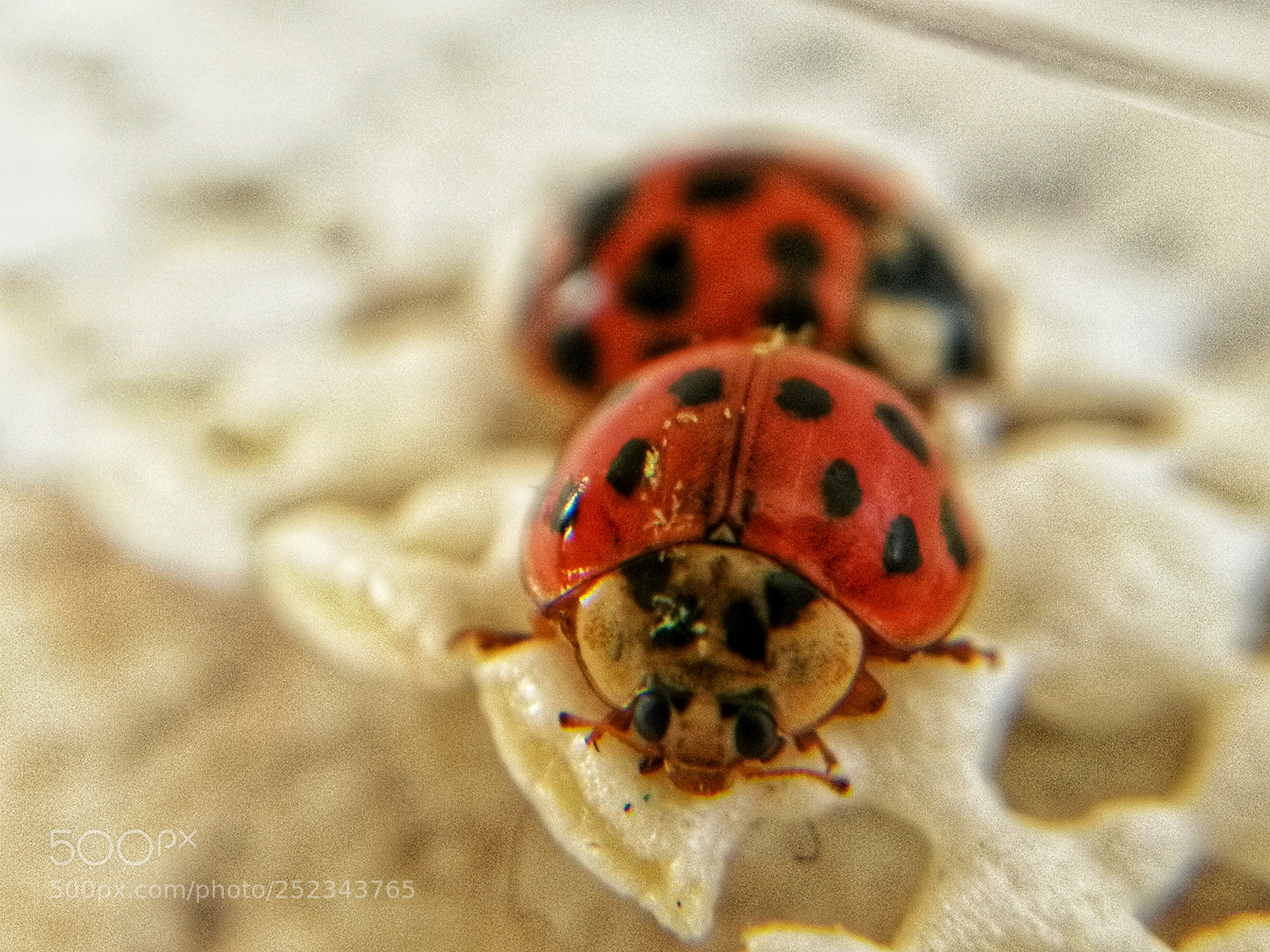 HUAWEI P10 sample photo. Harlequin ladybird photography