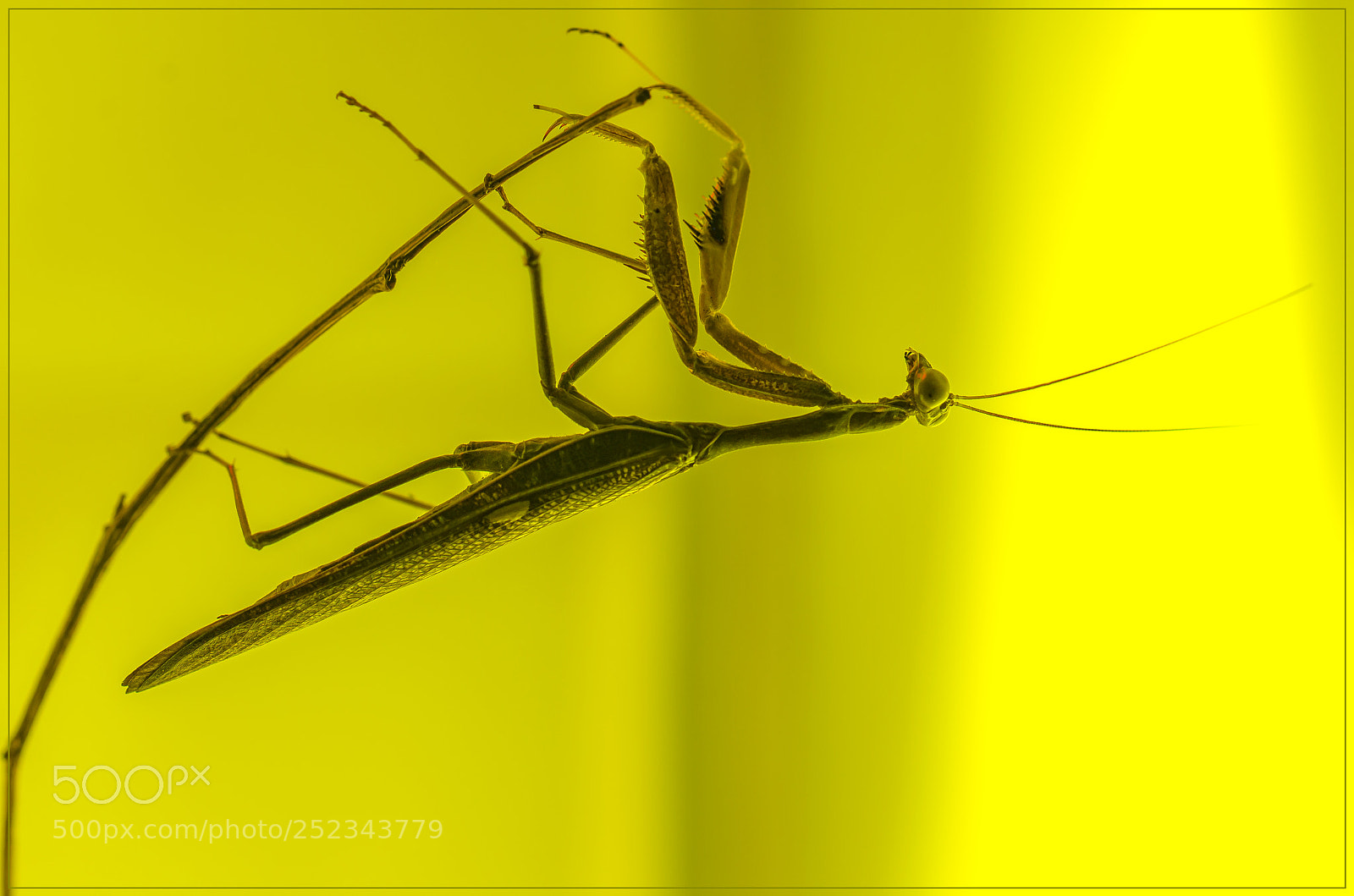Nikon D7000 sample photo. Mantis photography