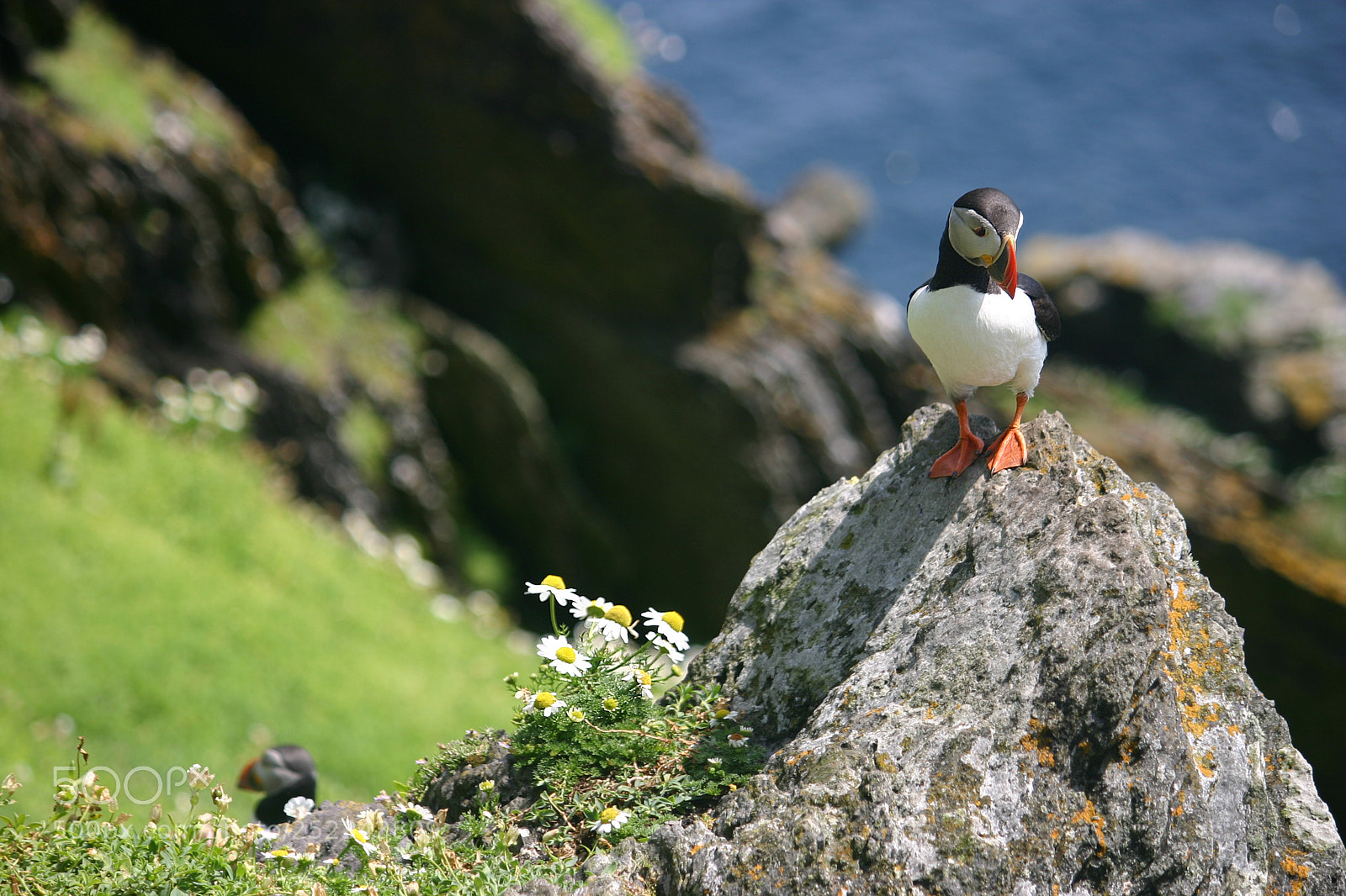Canon EOS 300D (EOS Digital Rebel / EOS Kiss Digital) sample photo. Puffins on michael skellig photography