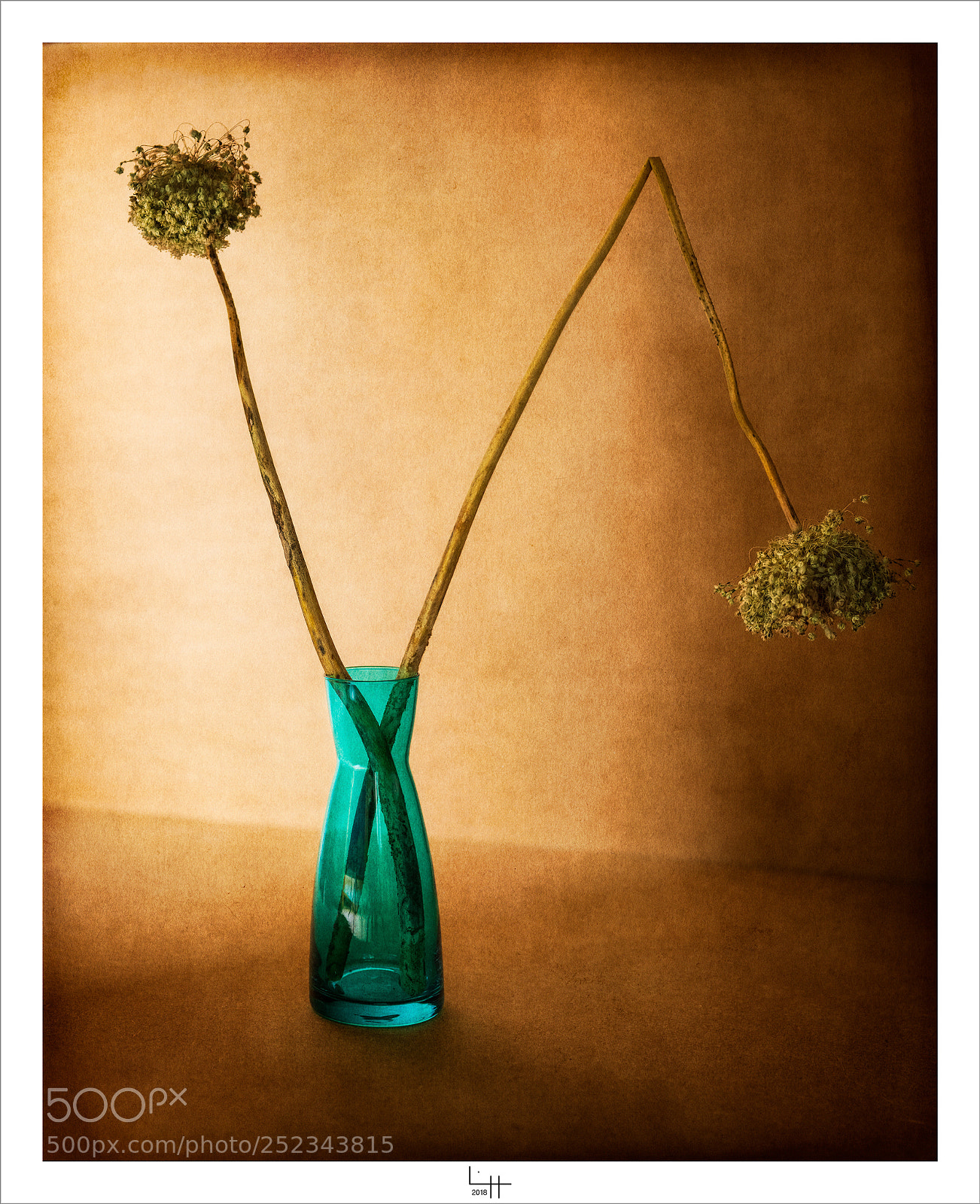 Nikon D850 sample photo. Fleurs de poireaux et photography