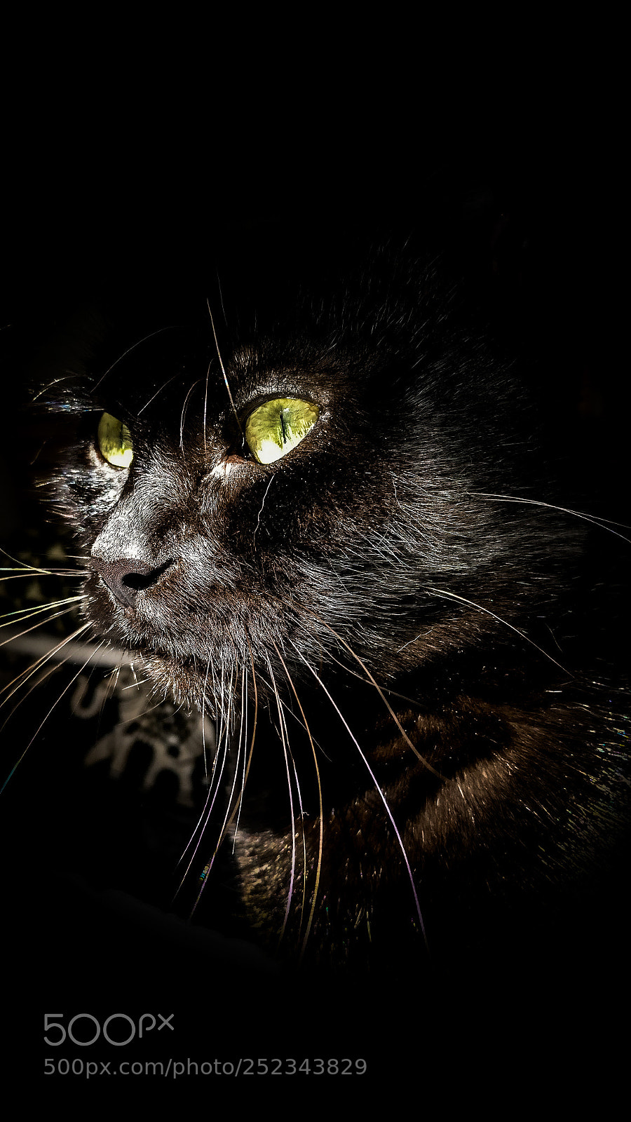 OnePlus A3003 sample photo. Cat with character photography