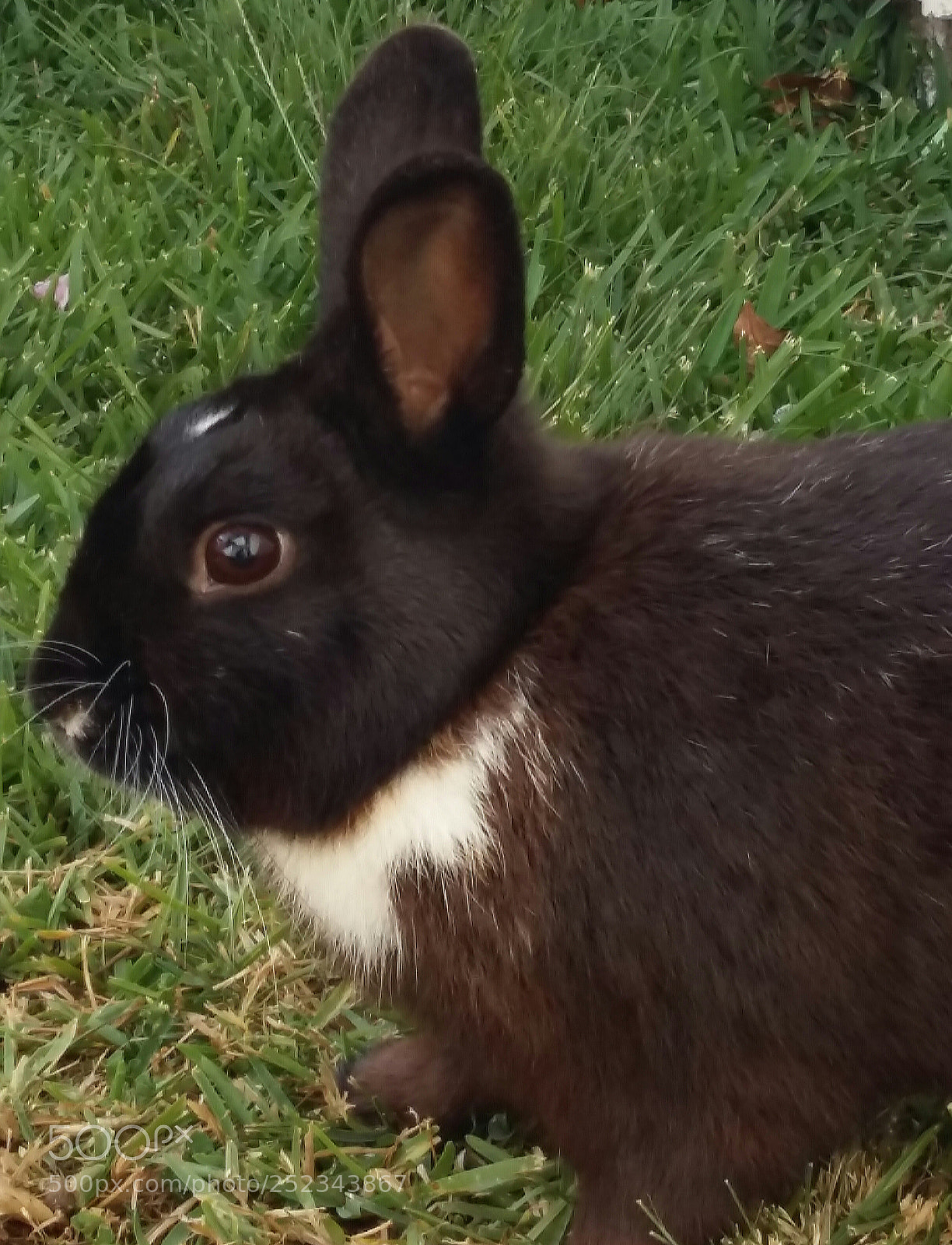 Samsung Galaxy A5 sample photo. Little bunny photography