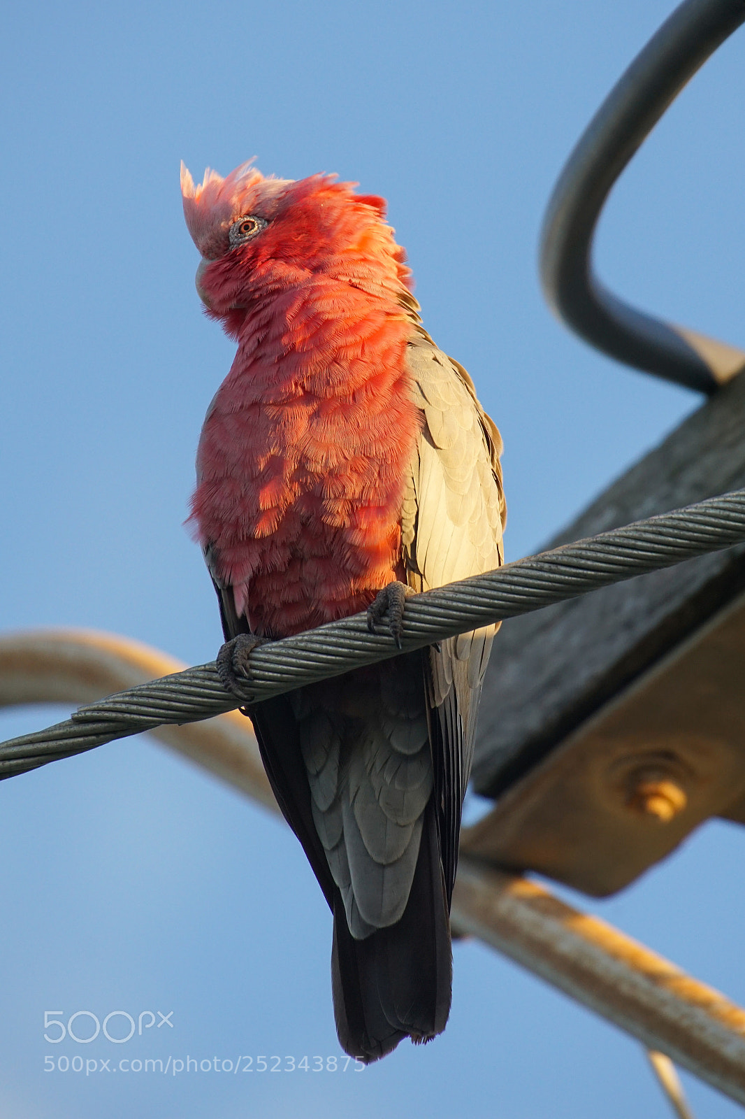 Sony ILCA-77M2 sample photo. Galah cockatoo, eolophus roseicapilla photography