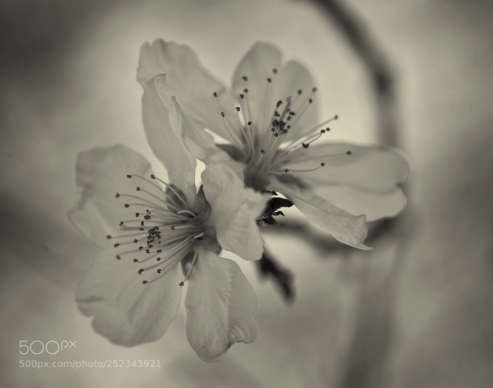 Canon EOS 5D Mark II sample photo. Monochrome spring play photography