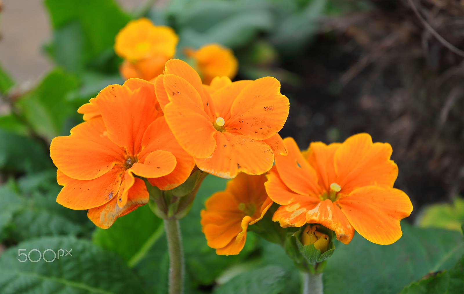 Canon EF-S 10-22mm F3.5-4.5 USM sample photo. Orange flowers photography