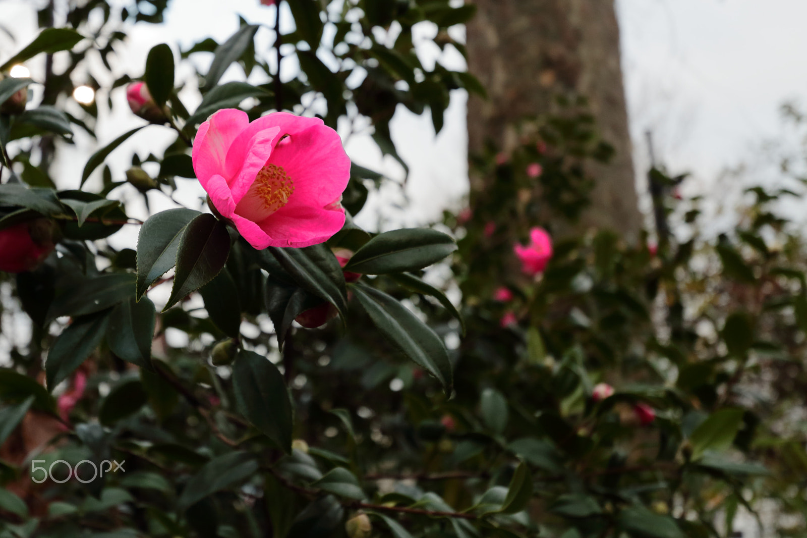 Canon EF-S 10-22mm F3.5-4.5 USM sample photo. Winter rose photography