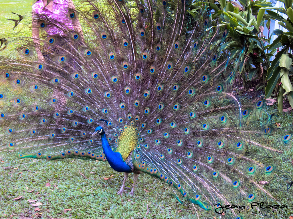 Sony DSC-W180 sample photo. Pavo real photography