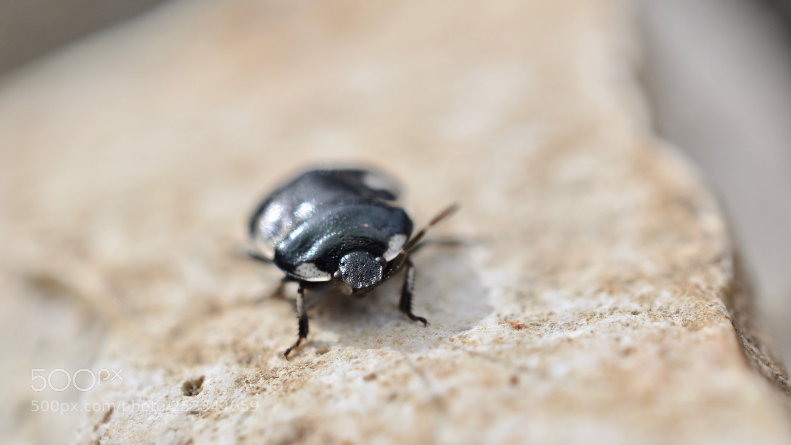 Nikon D5600 sample photo. *.* photography