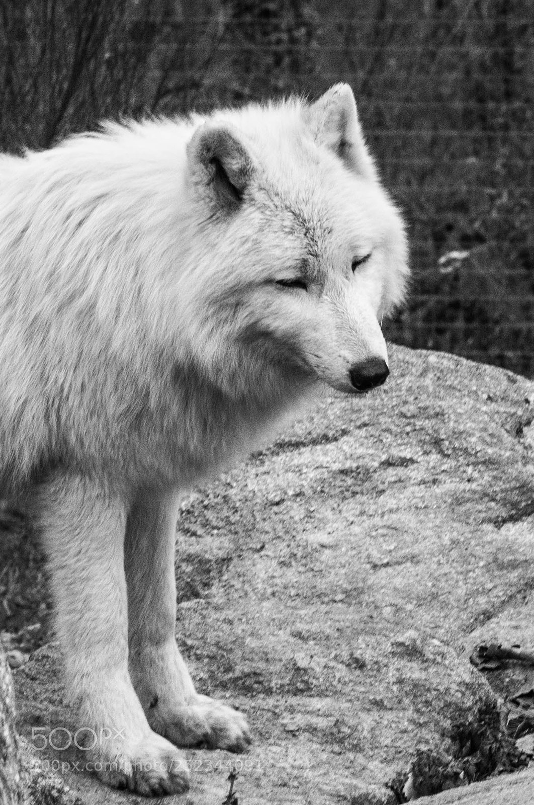 Nikon D500 sample photo. Loup-1 photography