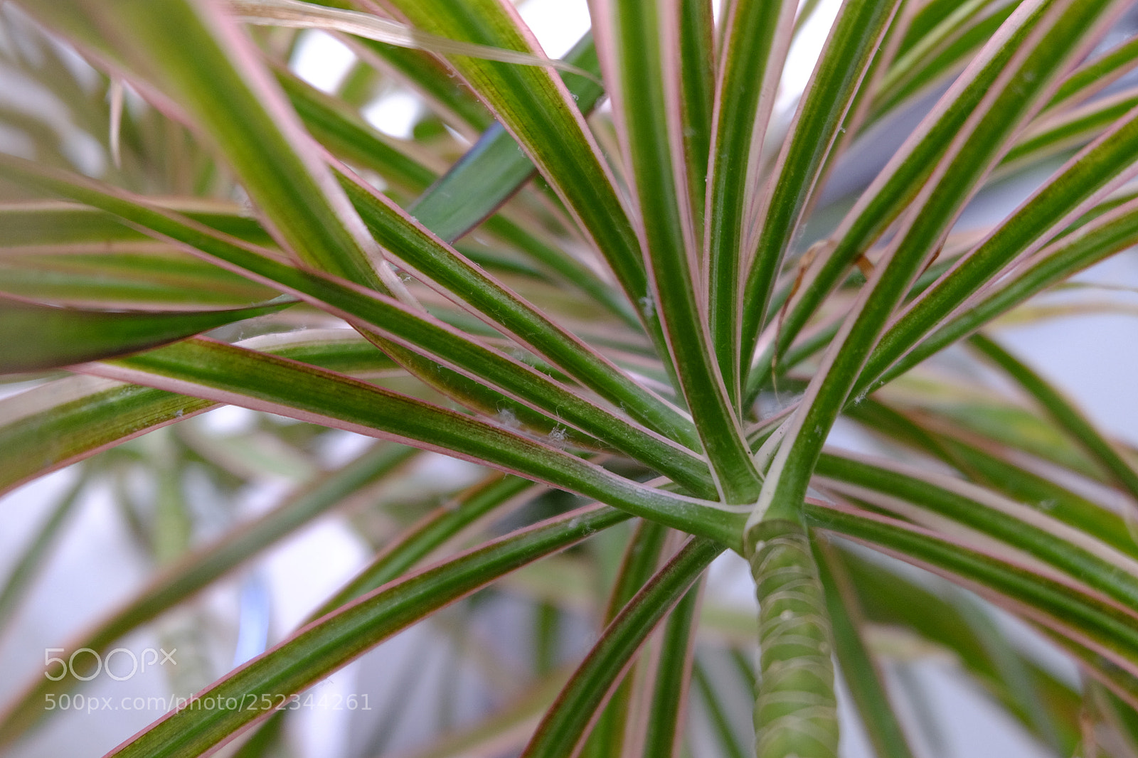 Fujifilm X-T10 sample photo. Ff- algonquin jungle photography