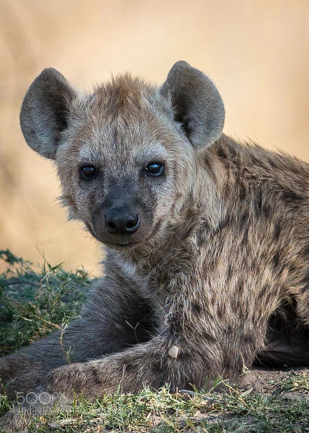 Nikon D800E sample photo. Spotted hyena photography