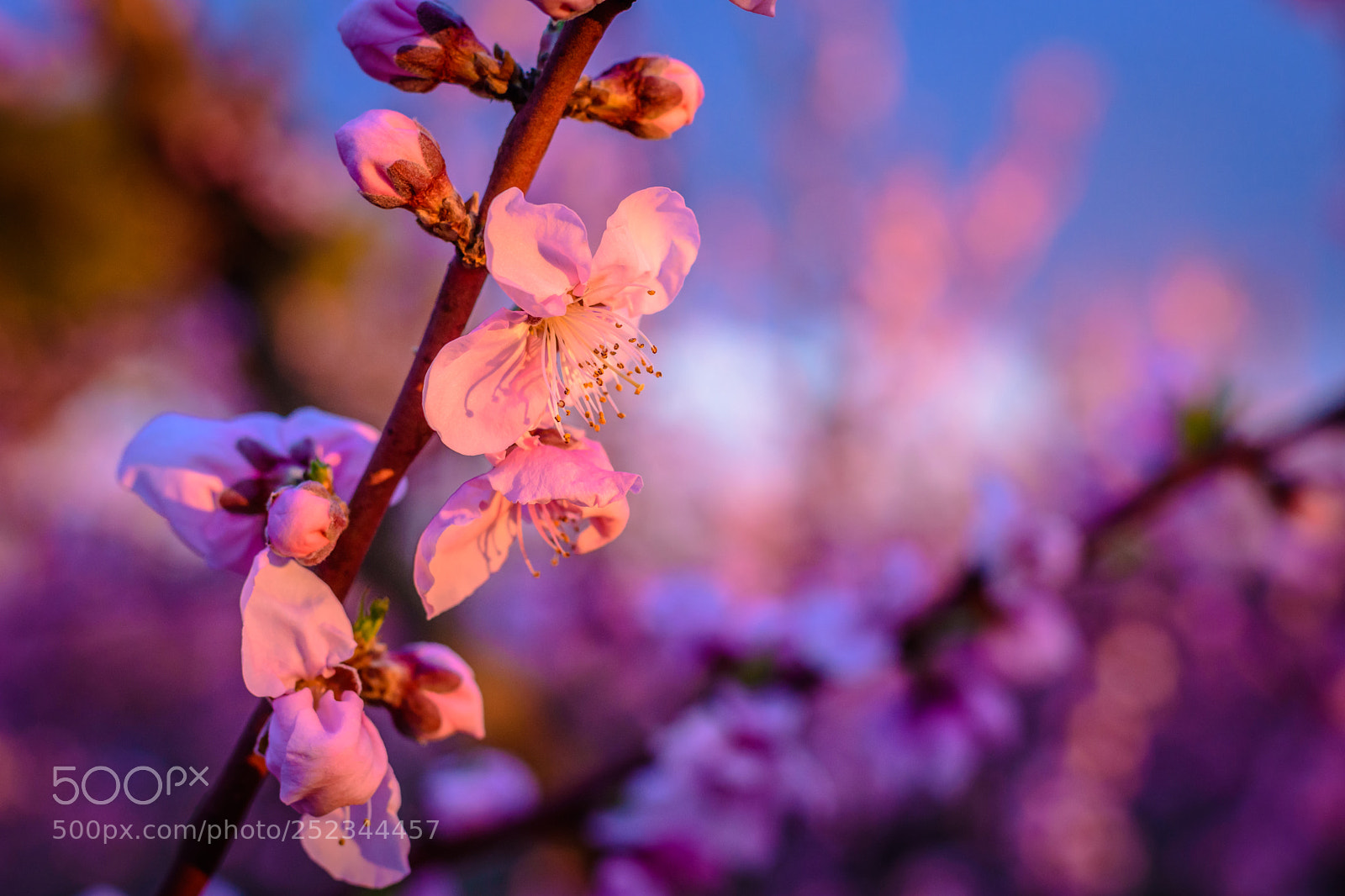 Nikon D7200 sample photo. Blooming photography