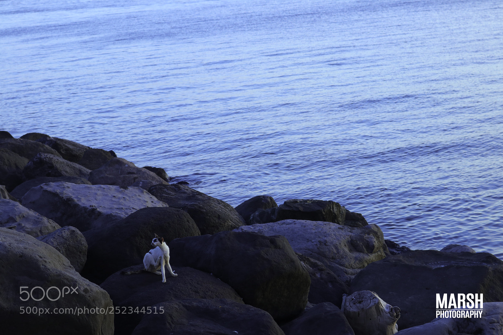 Canon EOS 80D sample photo. Hide by the rocks photography