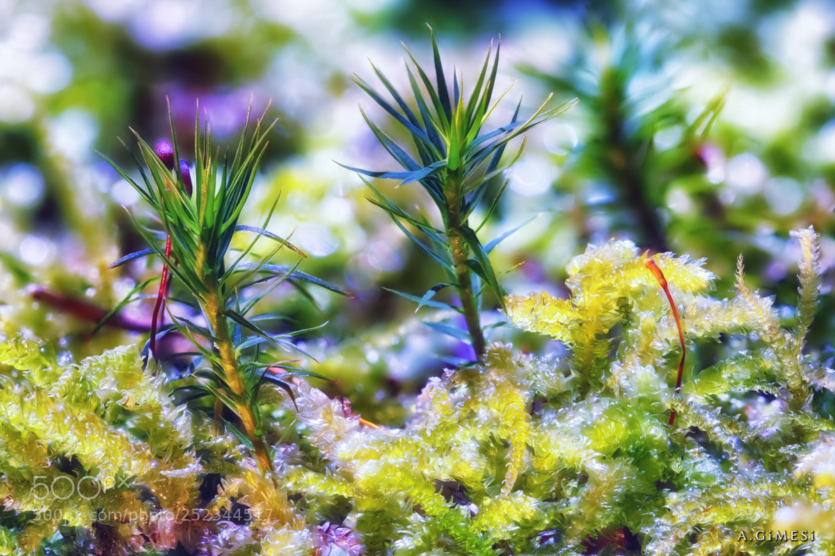Canon EOS 80D sample photo. Moss photography
