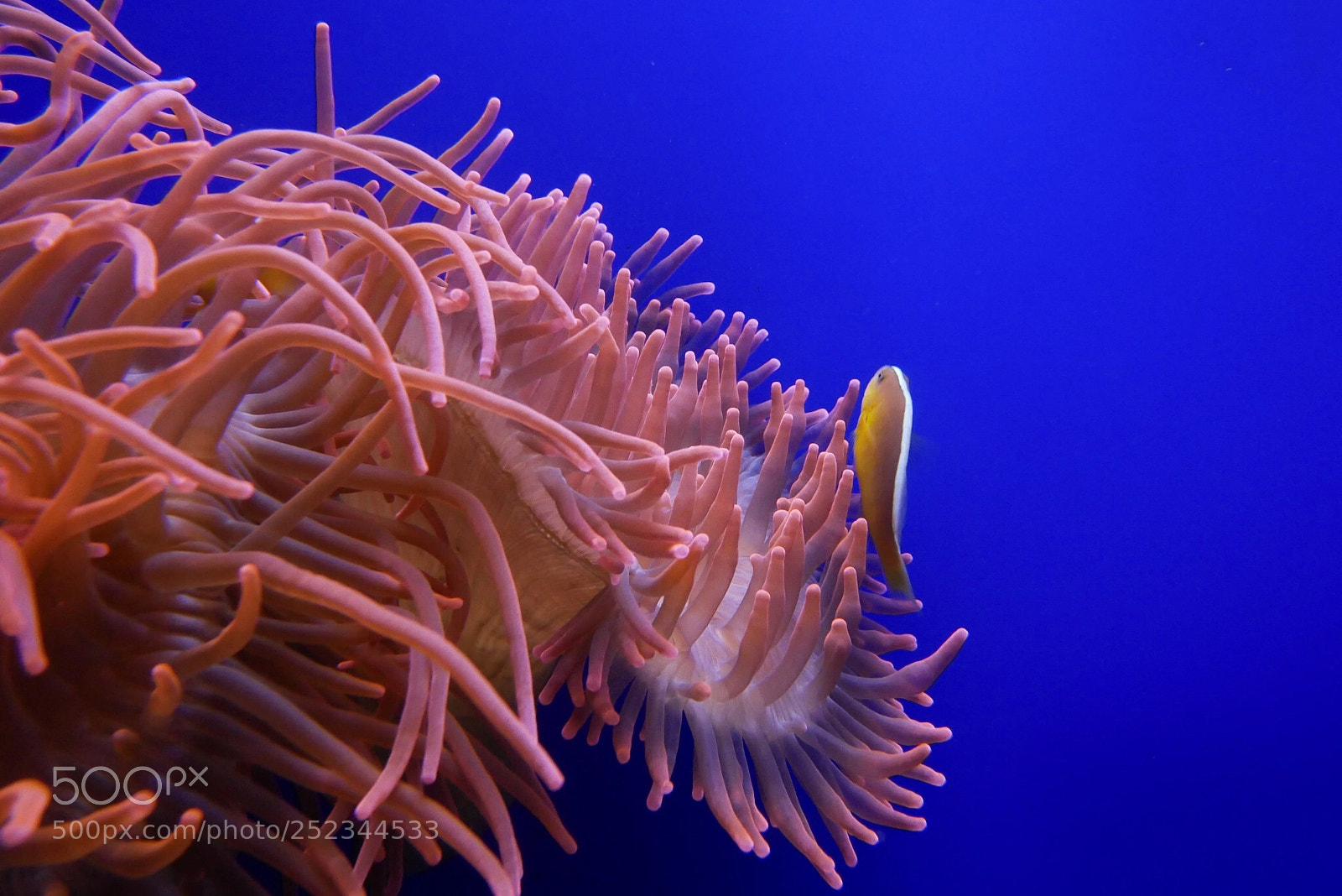 Panasonic Lumix DMC-GX85 (Lumix DMC-GX80 / Lumix DMC-GX7 Mark II) sample photo. Aquarium, genova, italy photography