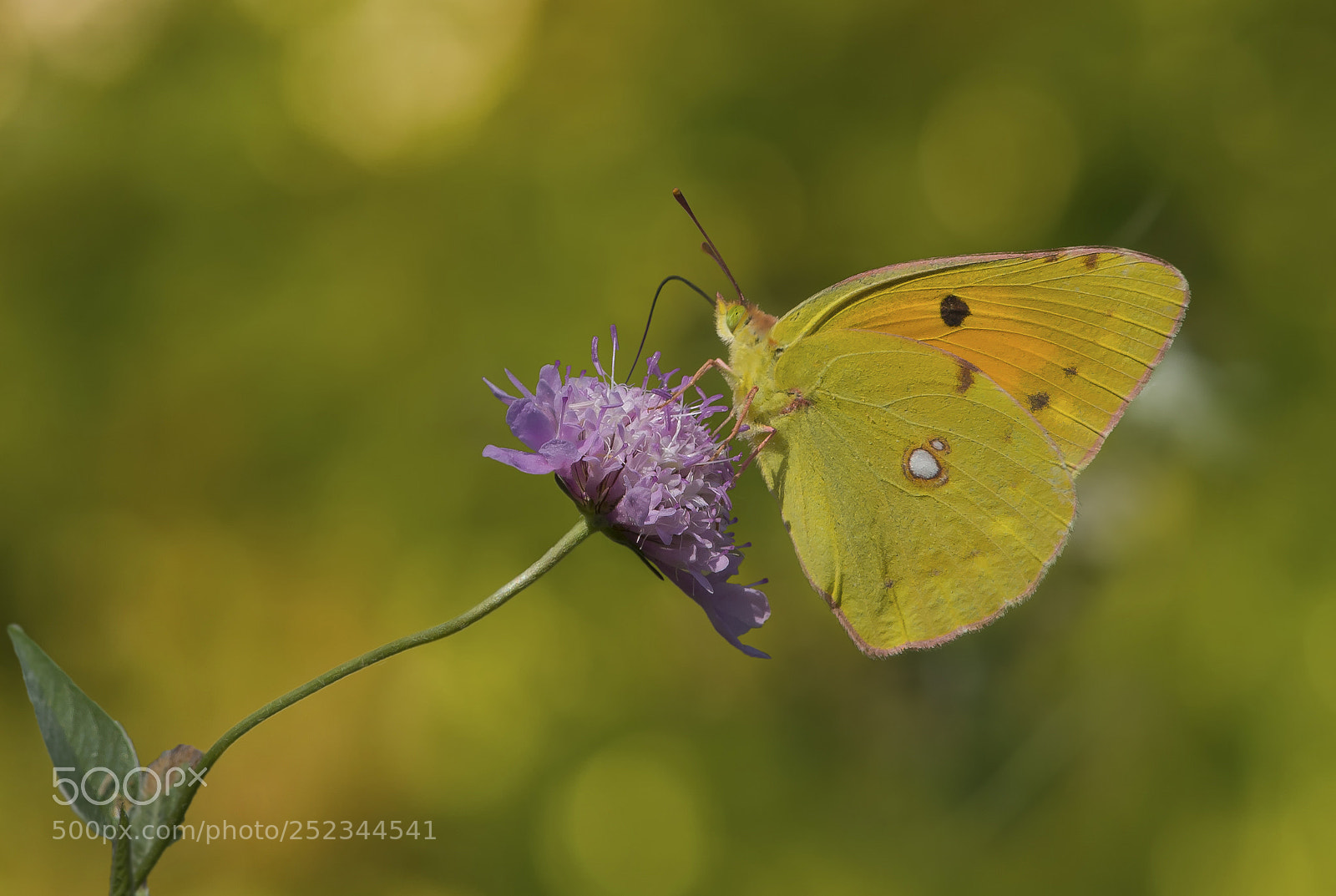 Nikon D800 sample photo. Clouded yellow photography