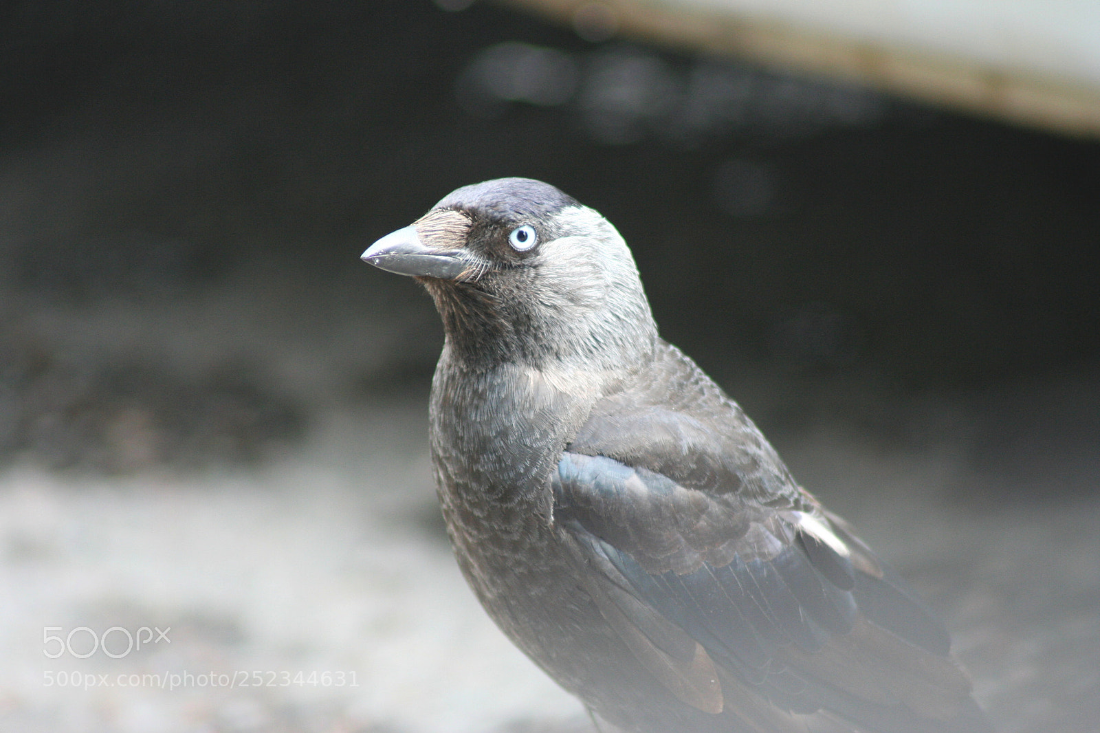 Canon EOS 350D (EOS Digital Rebel XT / EOS Kiss Digital N) sample photo. Jackdaw photography